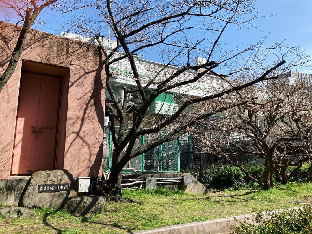 桂春雨さんのインスタグラム写真 - (桂春雨Instagram)「今日の桜。東横堀川水門横の桜です。日当たりの良え場所だけ咲いています。  #桜 #開花 #東横堀川 #水門 #高麗橋 #咲き始め #ソメイヨシノ」3月20日 14時08分 - harusamek