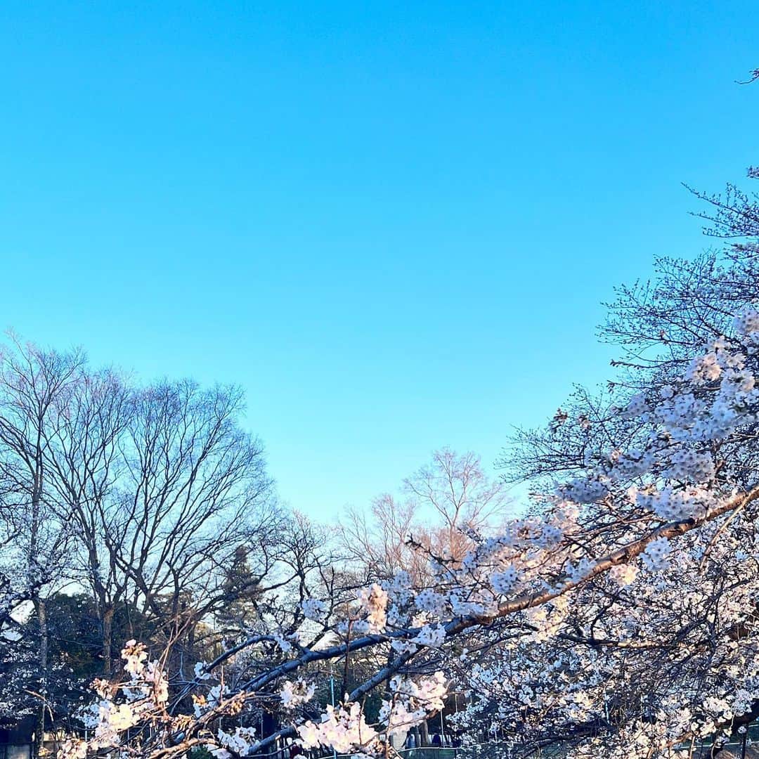 本田みずほさんのインスタグラム写真 - (本田みずほInstagram)「小一時間ほどお散歩🚶‍♀️ 春はいいですね🌸 色々考えながらのお散歩は 少しリフレッシュできたかも！ 桜を見ると 食べるのが大好きだったギギさまを思い出します🥲 ギギとヴィヴィは元気かな🥹」3月20日 14時17分 - mizuhonda0422