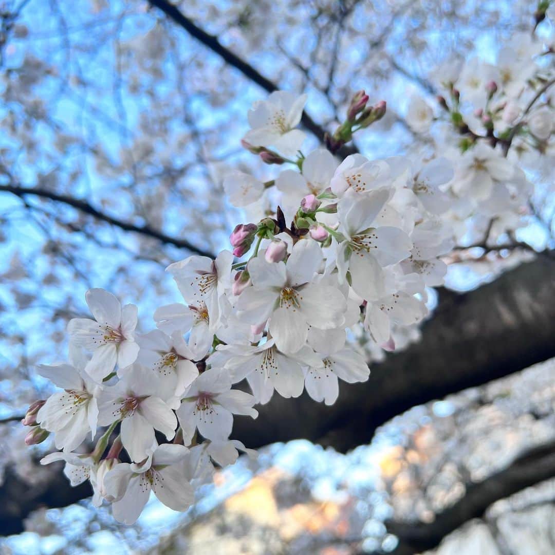本田みずほさんのインスタグラム写真 - (本田みずほInstagram)「小一時間ほどお散歩🚶‍♀️ 春はいいですね🌸 色々考えながらのお散歩は 少しリフレッシュできたかも！ 桜を見ると 食べるのが大好きだったギギさまを思い出します🥲 ギギとヴィヴィは元気かな🥹」3月20日 14時17分 - mizuhonda0422