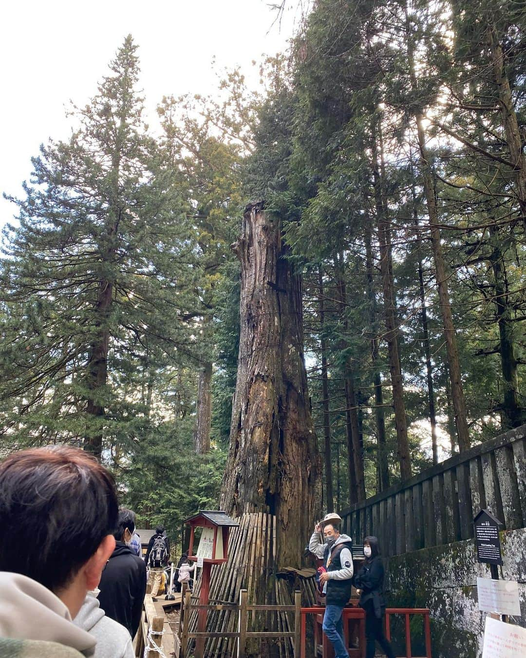 内田有理さんのインスタグラム写真 - (内田有理Instagram)「日光東照宮⛩️徳川家康を祀っている世界遺産✨🙈🙉🙊 ゴージャス✨✨✨ 本当立体感が凄くてどの建物に行っても華やか✨  入るとお祓いもしてくれて、説明もしてくれて👀 今はみんな入れるのですが、その間は昔は大名しか入れない間だったそう…  畳の間は、大名が位の高い順に前から座っていたようで、畳一畳ごとにどんどん位が上がっていき、  畳一畳前に行くのに10万石上がるそうです。 案内「どうぞ〜前にお詰めください〜昔でしたら大出世でございます〜」笑  天井の龍が100匹？🐉いたのですが当時からほぼ修繕していないそうですが全部違う構図でとても綺麗でした✨  眠り猫は上の人が下の人を虐げることのない平和のシンボルにって🕊ええ話⁉️  来ている人外国人も多かったです😮 森林浴にもなってリフレッシュしました🌲🌳  #日光観光 #日光旅行 #日光東照宮」3月20日 14時31分 - yuriuchida1018