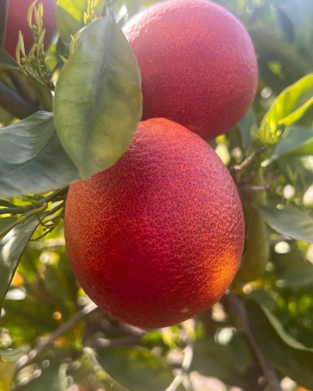 リヴ・タイラーさんのインスタグラム写真 - (リヴ・タイラーInstagram)「🍊♥️The most delicious blood Oranges growing on our tree ♥️🍊」3月20日 7時45分 - misslivalittle