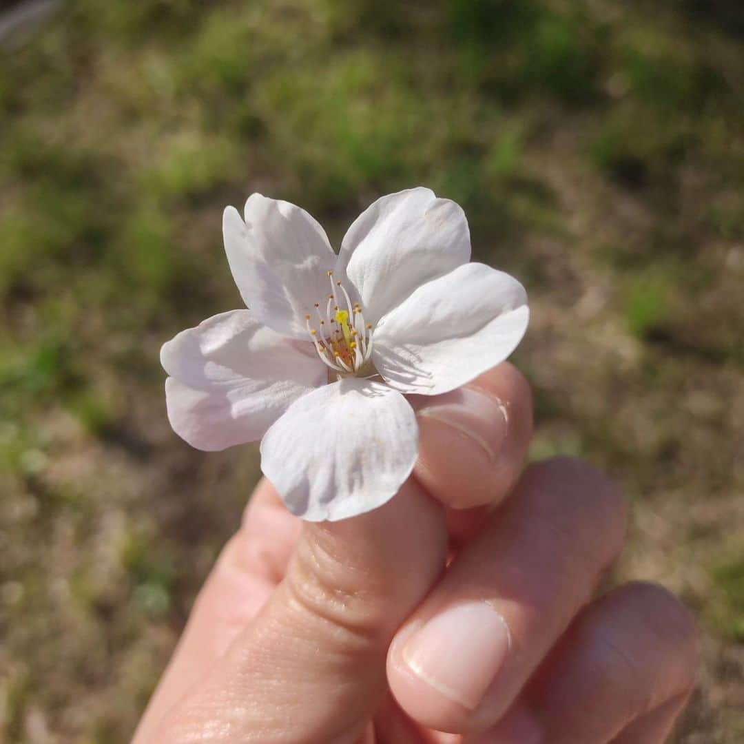 日向正樹のインスタグラム：「桜！」