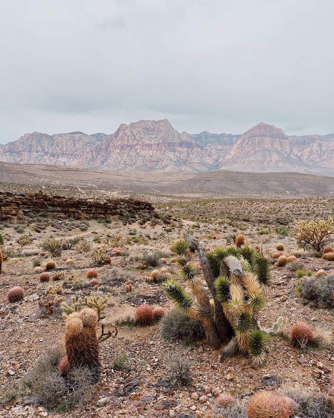 ジェシー・ベイリンのインスタグラム：「3 days in the desert strange」