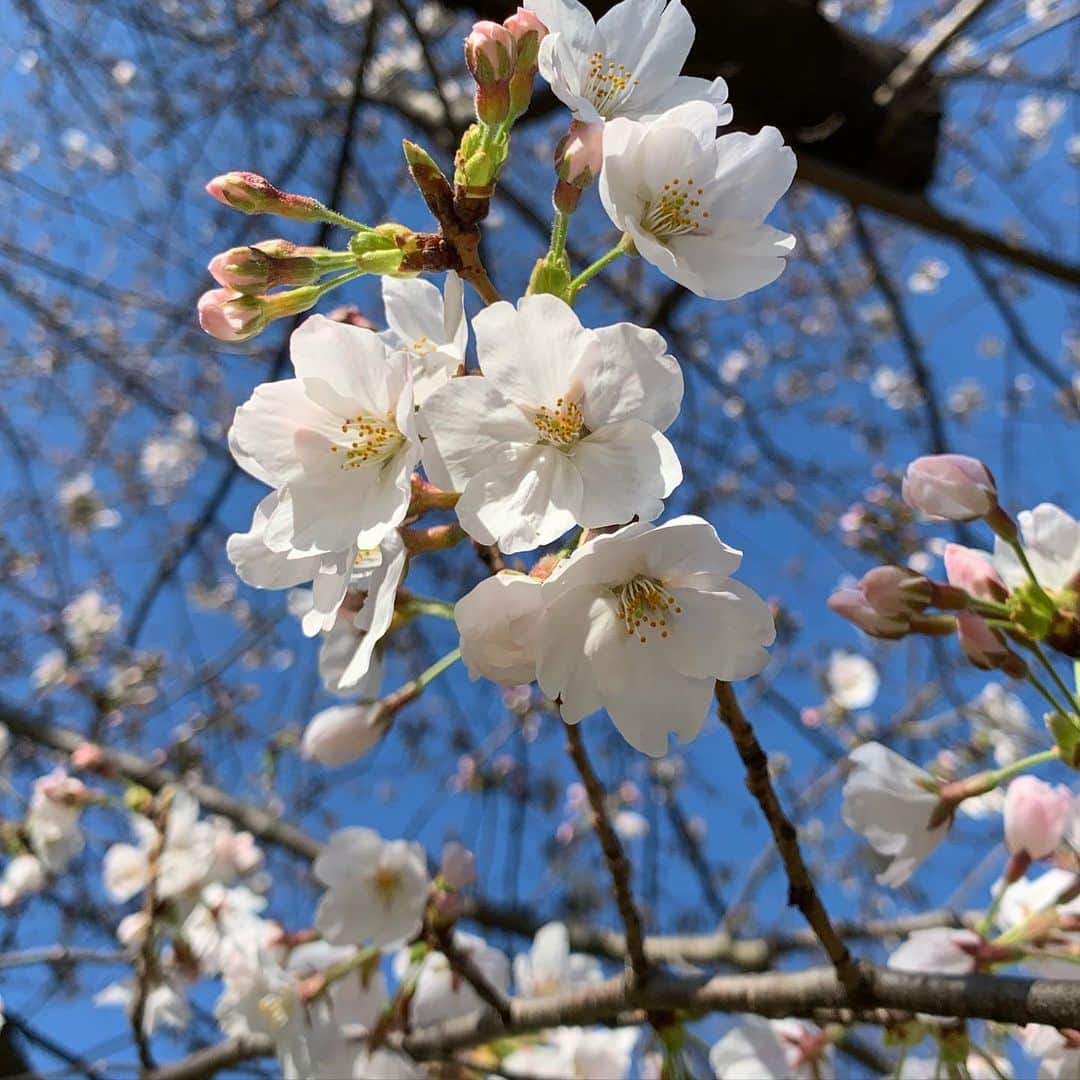 鈴木桃子のインスタグラム：「#桜 #さくら #sakura #cherryblossom 🌸🌸🌸🌸🌸🌸😊」