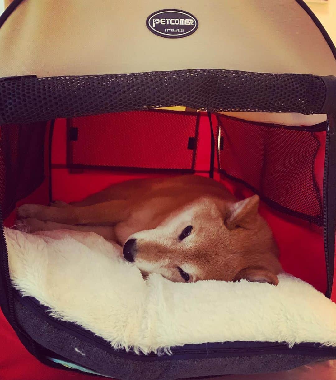 Coffeeのインスタグラム：「早安 morning #coffee_and_apple  #shibainu #柴犬 #12歲咖啡」