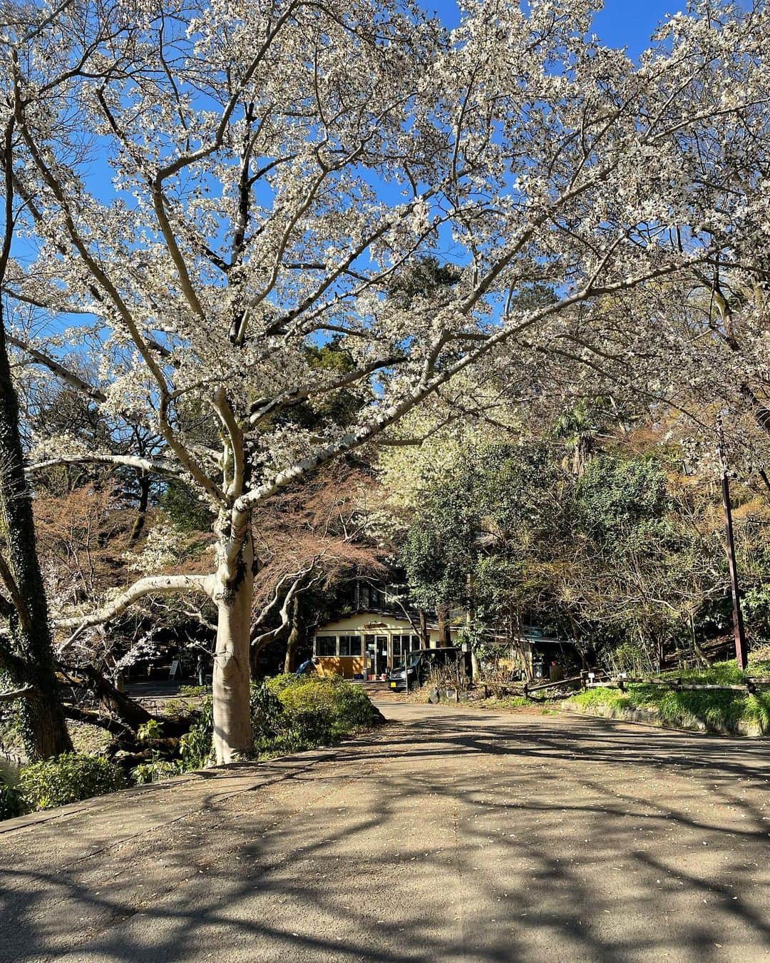 ありす & まりあのインスタグラム：「Good morning from Inokashira park. 🌸#tokyo」
