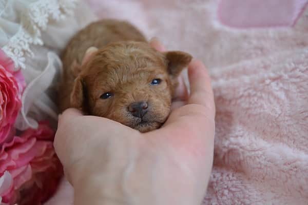守永真彩のインスタグラム：「. . 今日で愛犬オハナ4歳になりました🤍 生まれてきてくれてありがとう☺️  写真は赤ちゃんの頃👶」