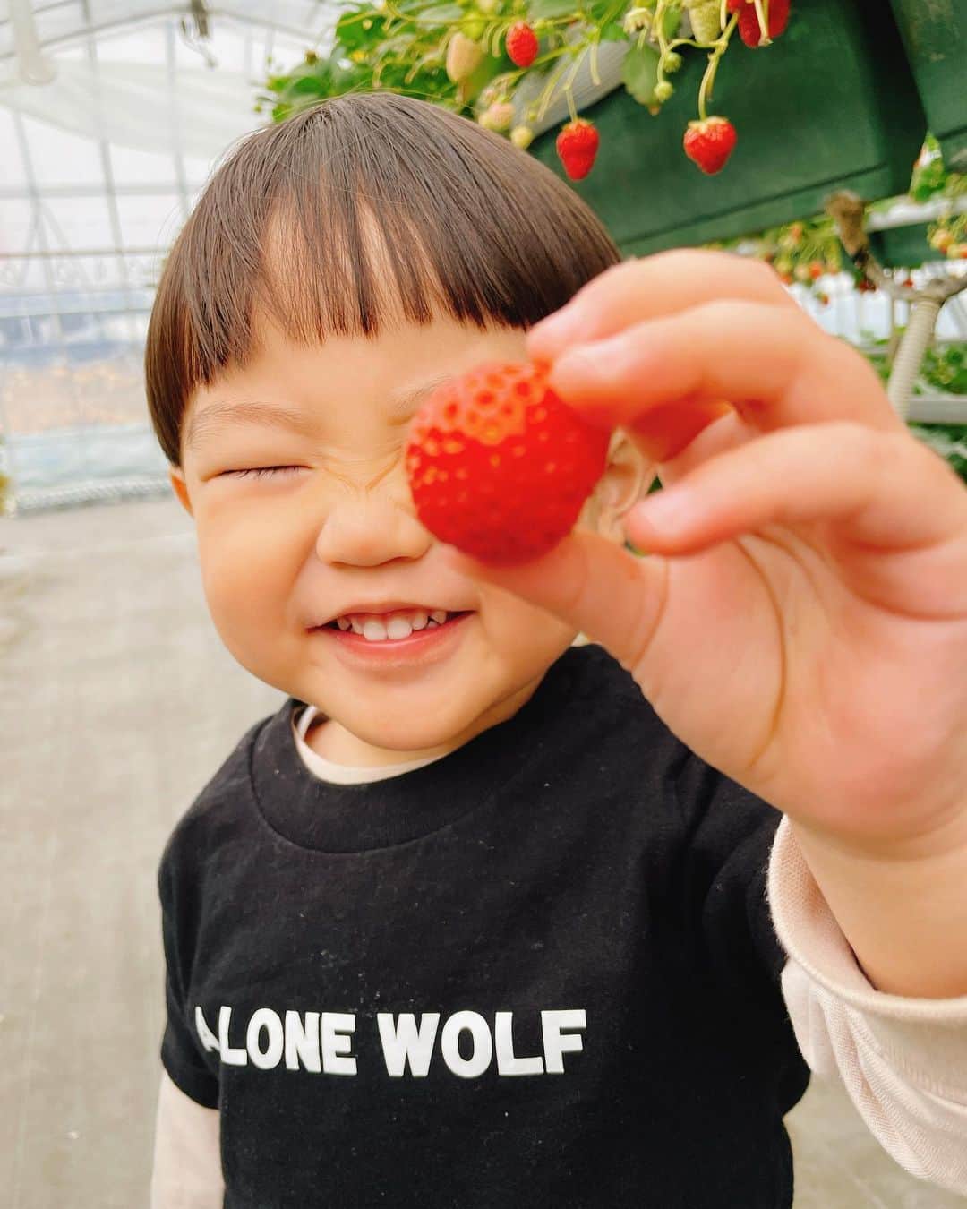 渡部太基のインスタグラム：「. 狩るいちご🍓 160は喰った✌️ #いちご狩り」