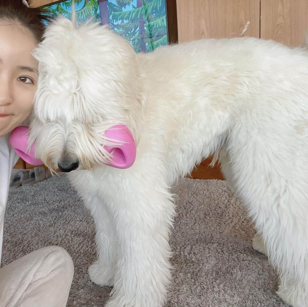 笹本玲奈のインスタグラム：「今日も大きな赤ちゃんがどっしりと甘えてきます❤️🐶  #もふもふ部 #お目目どこかなぁって聞かれる犬」