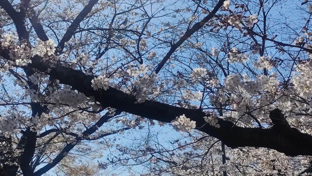 有馬徹さんのインスタグラム写真 - (有馬徹Instagram)「おはようございます。 朝の散歩。陽の光と桜と鴨。幸せです。  #朝散歩 #朝ジム #朝のルーティン」3月20日 9時55分 - inuarima