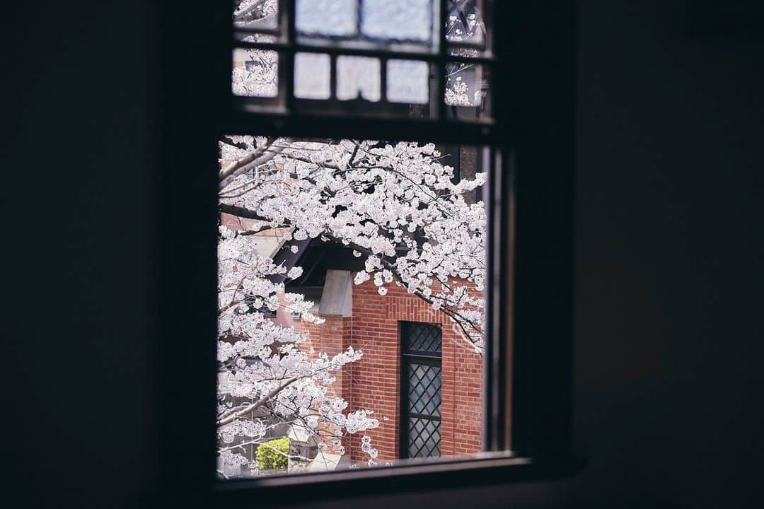 Meiji Gakuin/明治学院大学/明学のインスタグラム：「明日、3/21(火)は #春分の日 🌸 白金キャンパスでは 春のオープンキャンパスが開催されます。  昨年の、白金キャンパス記念館の窓から見た 桜をお届けします☺️  今年の春もすぐそこですね…🌱 きれいだと思った方はコメントで教えてください👍  #明治学院大学 #白金キャンパス #白金#春 #春休み #春から明学2023 #春からmgu #春から大学生 #桜 #記念館 #明学 #明治学院 #明学人 #勉強 #大学 #授業 #明学生 #メイガク #明学ライフ #大学生活 #mgu #meijigakuinuniversity #meijigakuin #meigaku #photography #photographer」