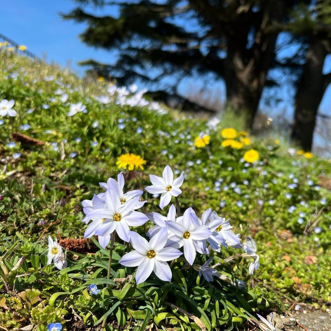 三上真史さんのインスタグラム写真 - (三上真史Instagram)「春ですねー  #ハナニラ　#イフェイオン」3月20日 10時14分 - engeiouji