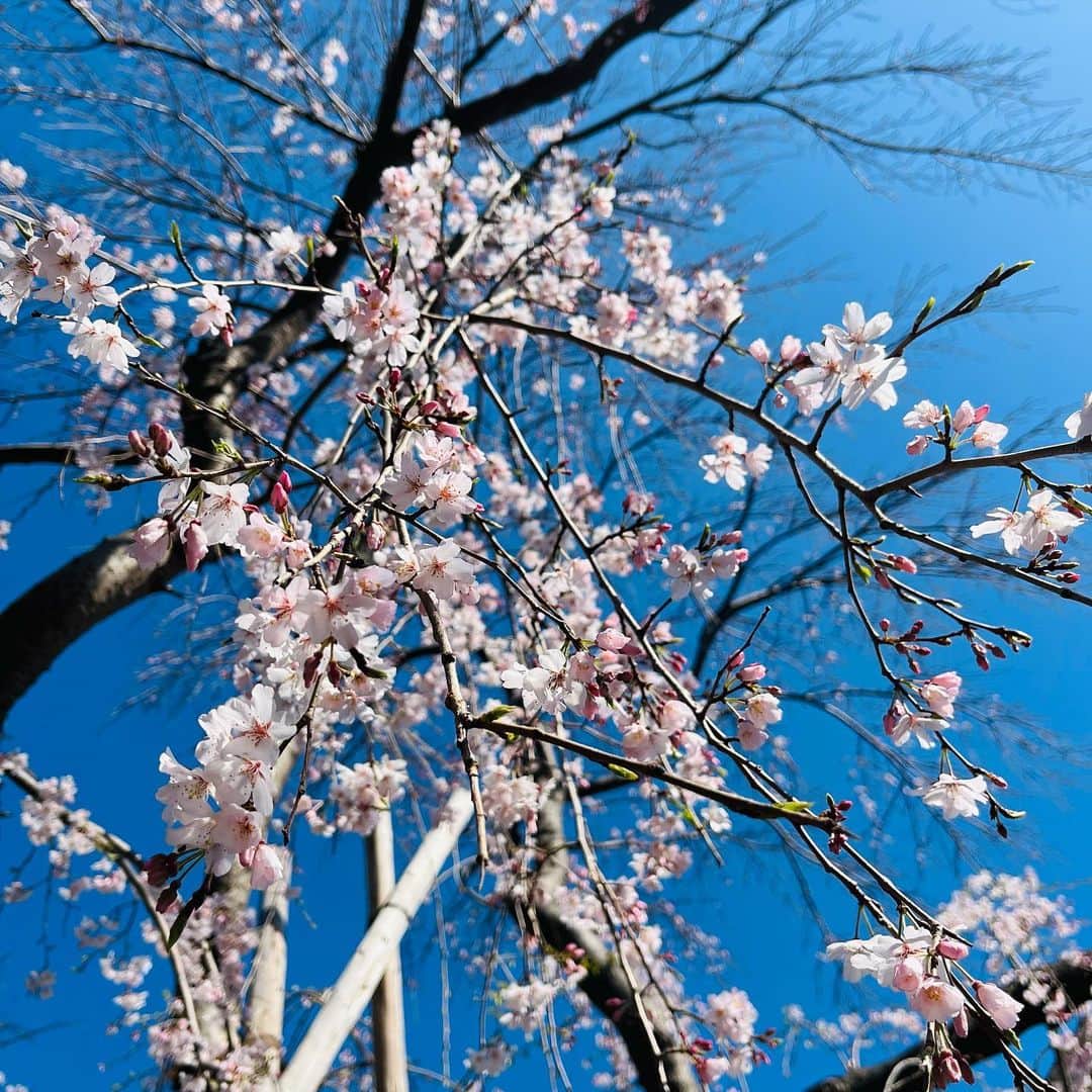 【公式】ホテルニューグランドさんのインスタグラム写真 - (【公式】ホテルニューグランドInstagram)「＊ 山下公園の枝垂れ桜が満開間近です🌸 青空にピンク色が映えていて ホテルからもかわいらしい桜が見えました😊 ロビー装花や桜スイーツとあわせて 山下公園の枝垂れ桜もぜひお楽しみください🌸✨   #ホテルニューグランド #横浜 #横浜ホテル #快晴 #青空 #桜 #春 #さくら #枝垂桜 #春の花 #山下公園 #春の訪れ #桜スイーツ #桜色 #開花宣言 #hotelnewgrand #yokohama #spring #sakura #flower #flowerstagram」3月20日 10時51分 - hotelnewgrand
