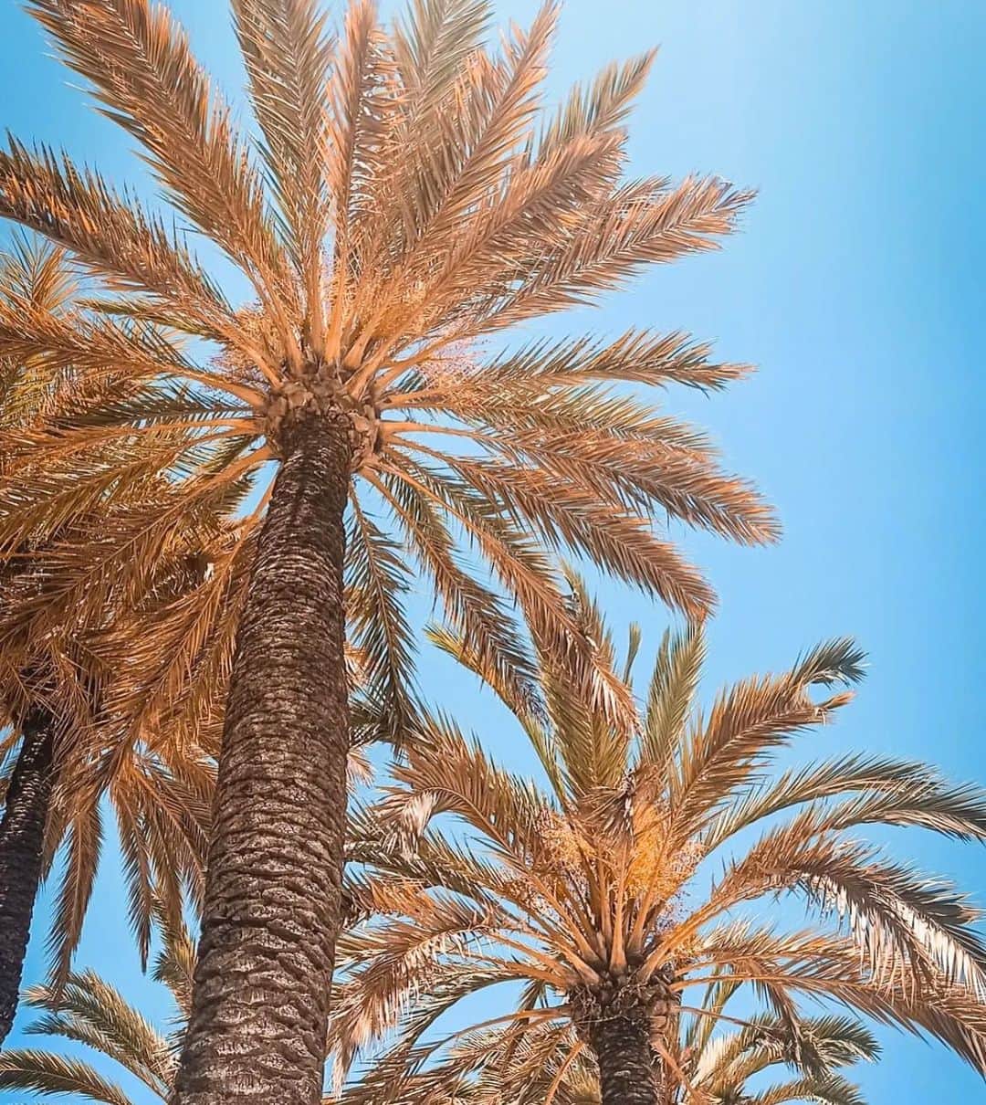 野田萌のインスタグラム：「🌴🌞✨  春休みぃぃぃ。」