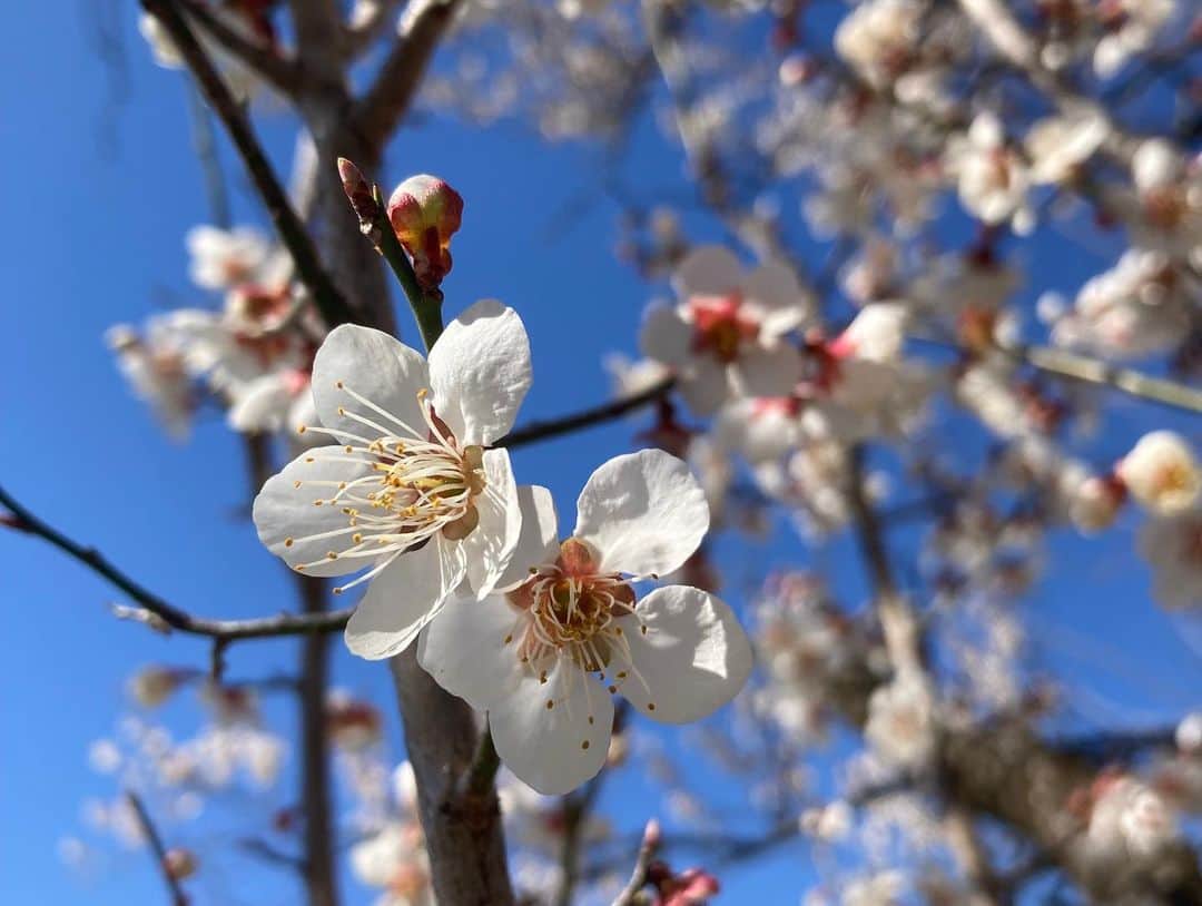 ティ・カトウさんのインスタグラム写真 - (ティ・カトウInstagram)「加藤ちゃんとファーム便り  畑から見えるところに綺麗な桜、、、かなと思って近づいたら梅だったよ。  ニンニクも立派に育ってるよ。  #山梨住みます農業芸人 #ティカトウ #ヤギとともに #田舎暮らし #八ヶ岳南麓 #高原ニンニク #梅」3月20日 11時20分 - tea_kato