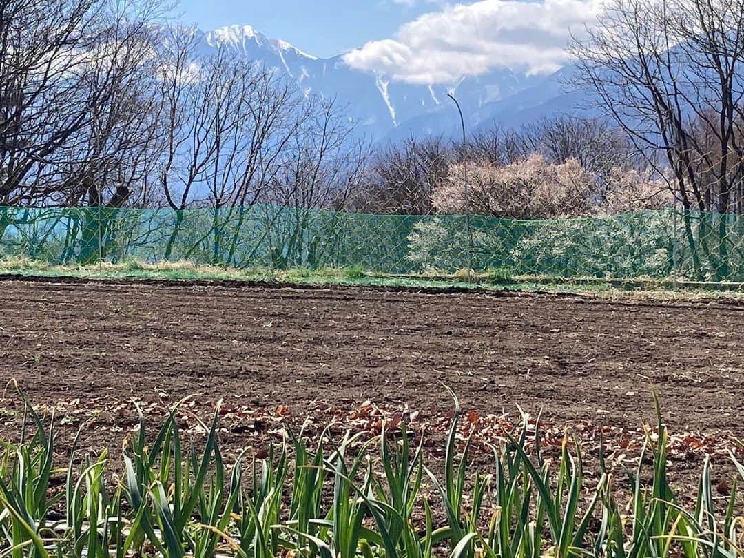 ティ・カトウさんのインスタグラム写真 - (ティ・カトウInstagram)「加藤ちゃんとファーム便り  畑から見えるところに綺麗な桜、、、かなと思って近づいたら梅だったよ。  ニンニクも立派に育ってるよ。  #山梨住みます農業芸人 #ティカトウ #ヤギとともに #田舎暮らし #八ヶ岳南麓 #高原ニンニク #梅」3月20日 11時20分 - tea_kato