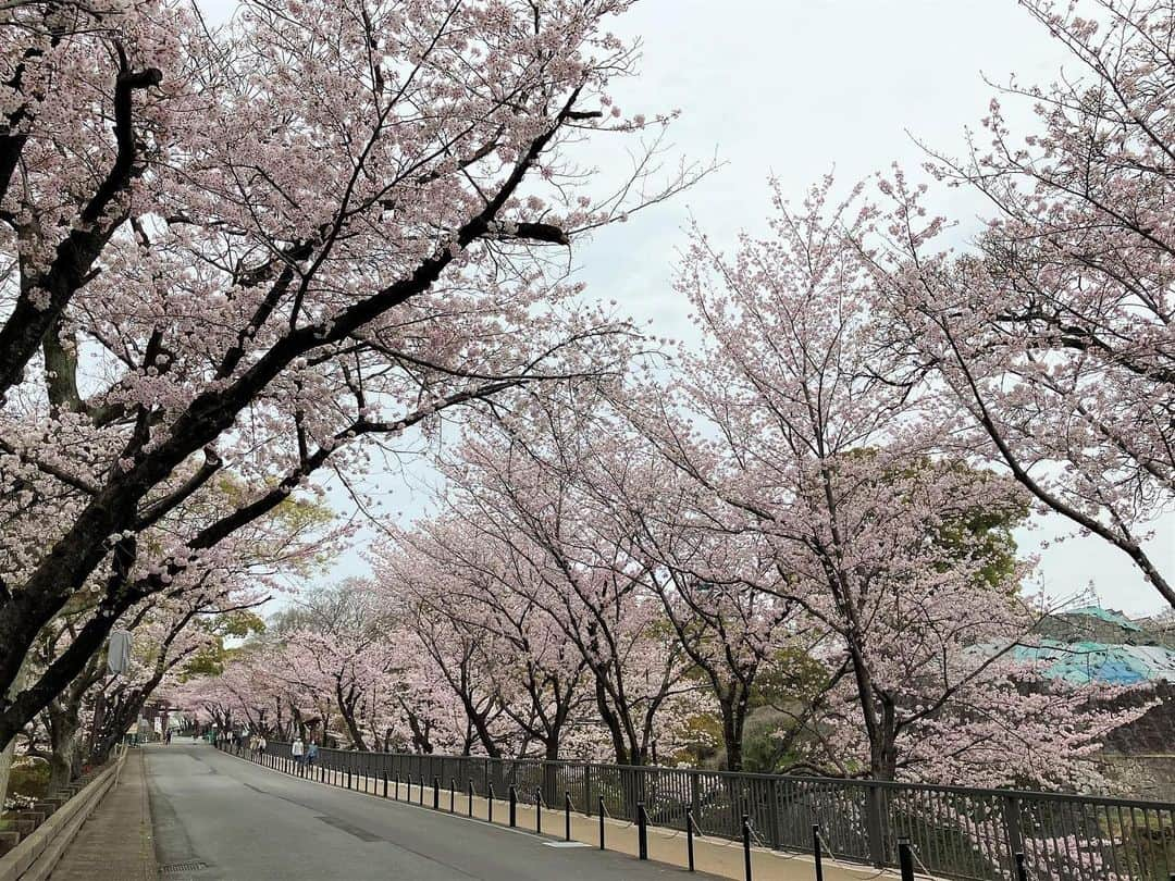 熊本城さんのインスタグラム写真 - (熊本城Instagram)「【熊本城　桜ニュース🌸】 ～桜坂？いや、行幸坂～  先日ご紹介した行幸橋を渡ると、熊本城南口（券売所）へと続く行幸坂が見えてきます。 この行幸坂、「桜の名所」として有名です！ （明治天皇の熊本行幸を記念し、翌年に坂の両脇に桜を植えたのがこの名所の始まりになります。） 今年も「行幸坂の桜」をお楽しみください👍 ※写真は昨年のものです。   ●行幸坂（車道部分）の夜間一般公開のおしらせ● 3月２４日（金）～４月２日（日）には、行幸坂（車道部分）の夜間一般公開が行われます。 17：30から行幸坂（車道部分）の一部を20：00まで一般開放、桜のライトアップを実施します！ ※9：00～17：30までは備前堀側の「歩道のみ」通行可。  17：30～20：00までは車道部分も開放。 #kumamoto #japan #japantrip #instagood #instagram #kumamotocastle #日本 #熊本 #熊本城 #加藤清正 #日本100名城 #熊本観光 #行幸坂 #桜 #sakura #cherryblossom #blossom #おしらせ #夜間公開」3月20日 11時56分 - kumamoto_castle