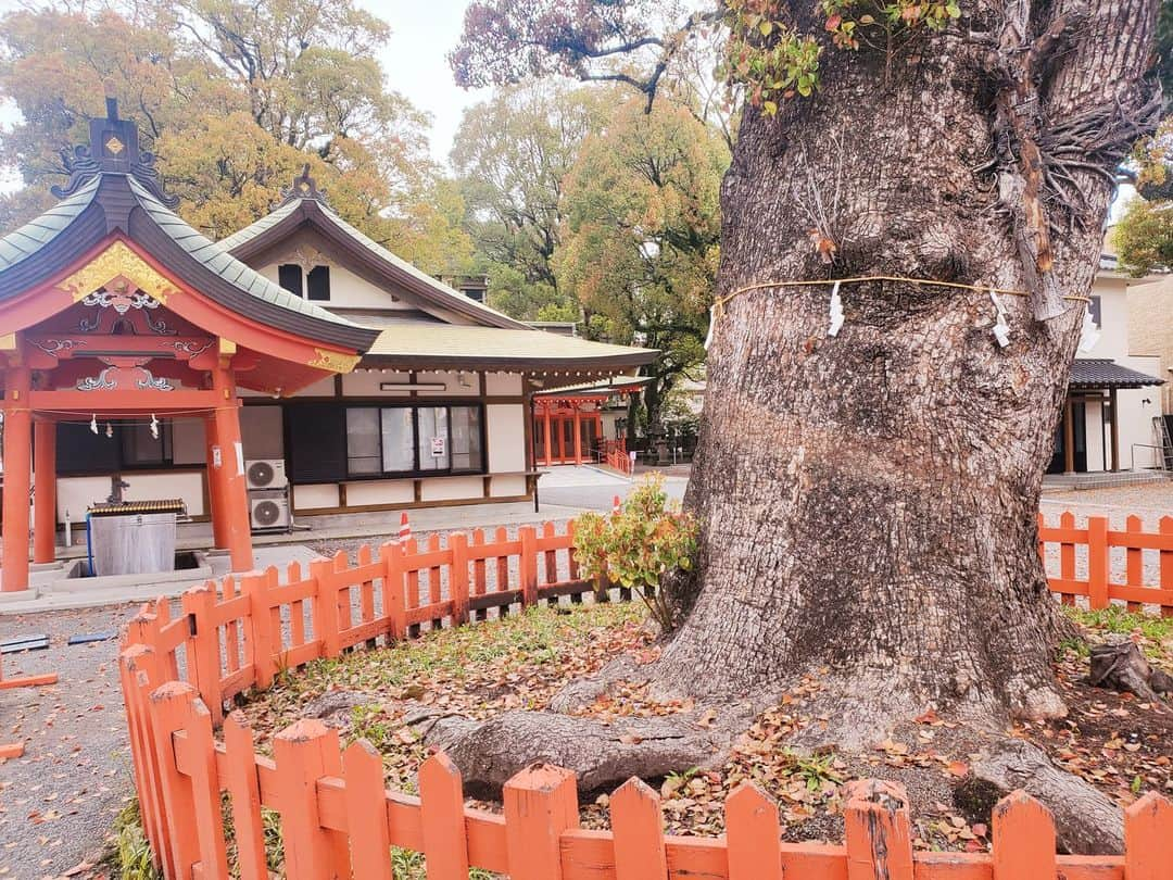 kagoshima_lixil_fudosanさんのインスタグラム写真 - (kagoshima_lixil_fudosanInstagram)「リクシル不動産ショップ　ルーム荒田店の前にある荒田八幡宮の大楠林。  ひときわ存在感を放つ御神木は、幹が太く、うねるような枝ぶりは見事です。  神々しいパワーを感じます✨  荒田店の近くに来られた際は、是非見ていただきたいです^ ^  #リクシル不動産ショップ#ルームコンサルティング荒田店#荒田八幡宮#楠木#鹿児島県#鹿児島神社#神社巡り#神社」3月20日 12時02分 - kagoshima_lixil_fudosan_arata