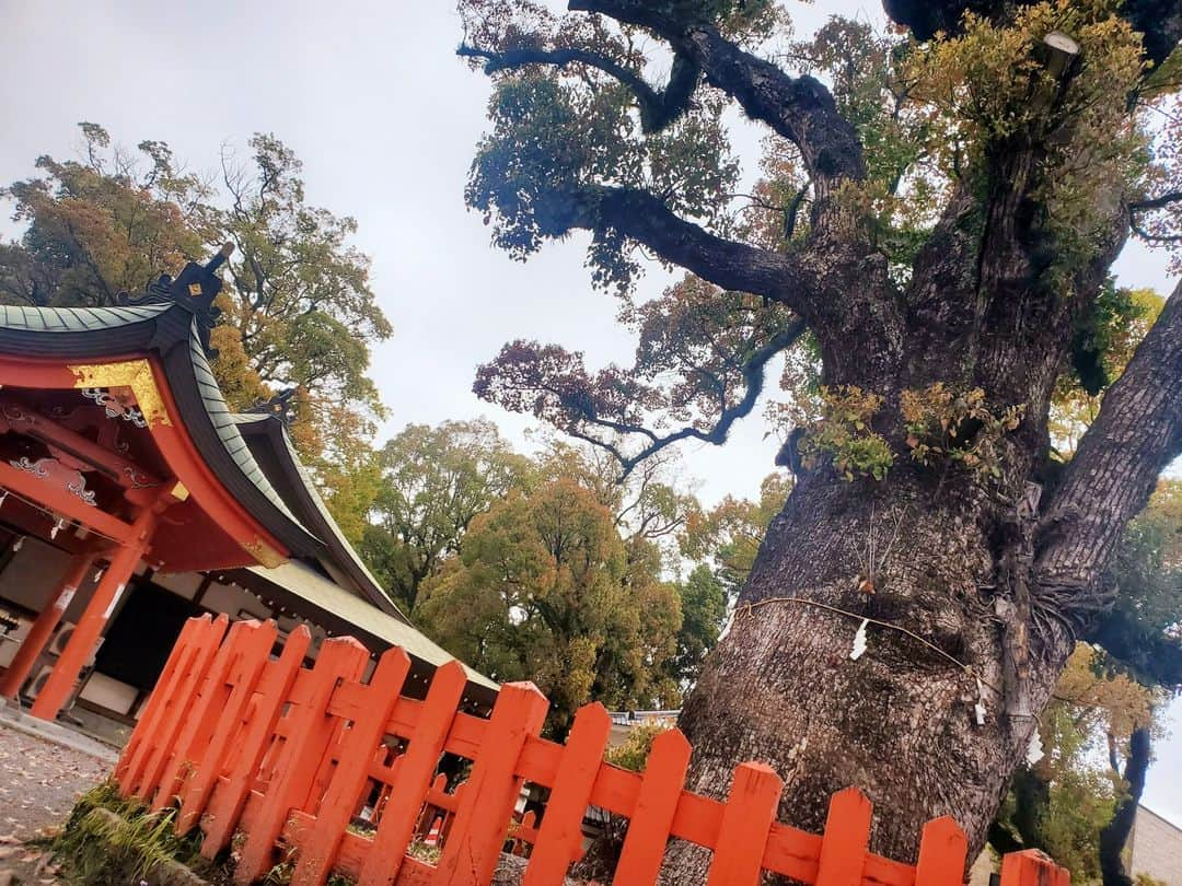 kagoshima_lixil_fudosanのインスタグラム：「リクシル不動産ショップ　ルーム荒田店の前にある荒田八幡宮の大楠林。  ひときわ存在感を放つ御神木は、幹が太く、うねるような枝ぶりは見事です。  神々しいパワーを感じます✨  荒田店の近くに来られた際は、是非見ていただきたいです^ ^  #リクシル不動産ショップ#ルームコンサルティング荒田店#荒田八幡宮#楠木#鹿児島県#鹿児島神社#神社巡り#神社」