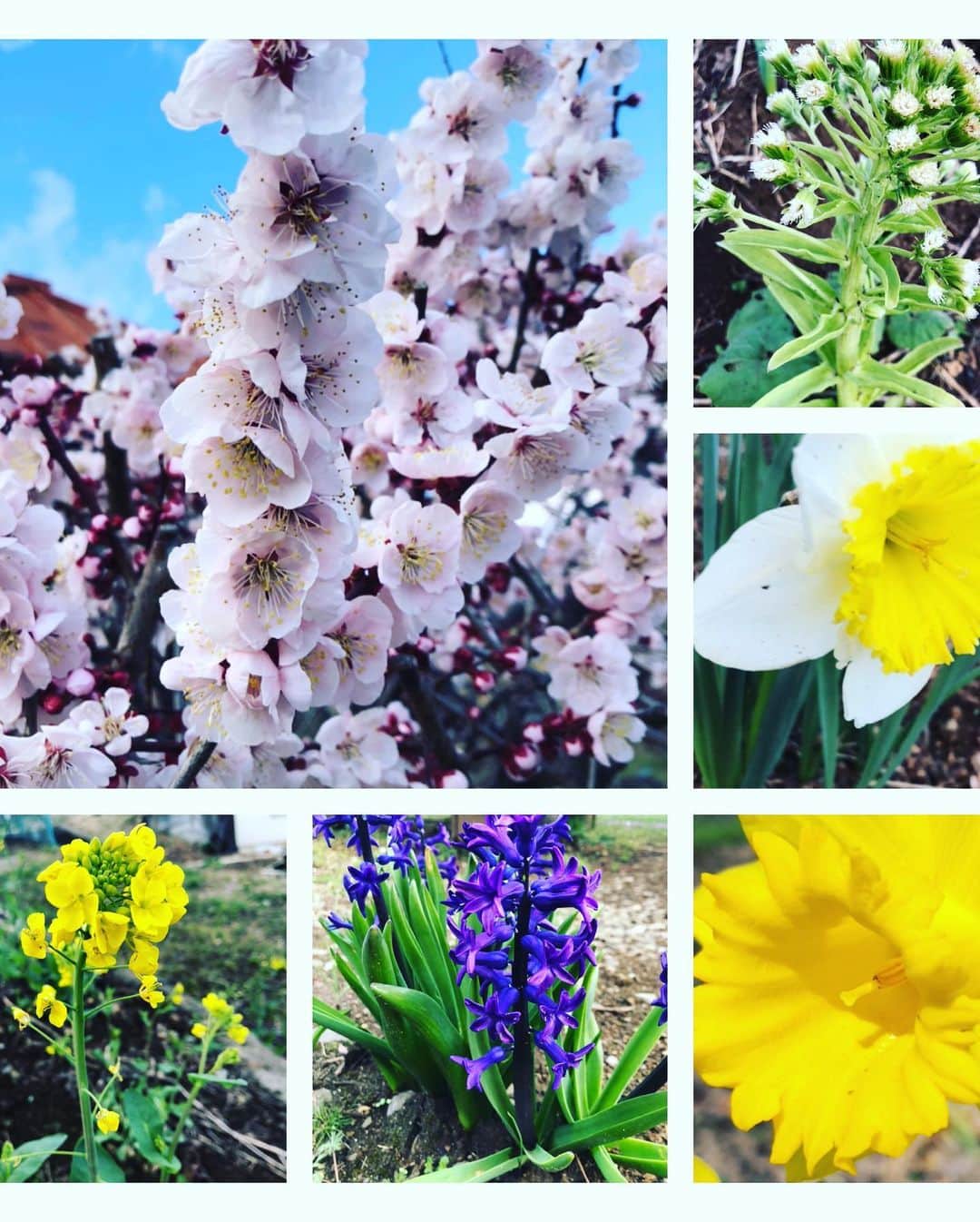 ツチと実さんのインスタグラム写真 - (ツチと実Instagram)「こんにちは、ツチと実でございます。  🌸春の訪れ💐🌿🌼 ツチと実の周りの花々も綺麗に咲き始め 春の訪れを感じさせますね  ぶどう🍇も木が水分を吸い始め、 目覚めの季節となりました。  そんな暖かい日差しの中、農場ではぶどう🍇の枝に病気対策の薬を塗る真っ最中若いスタッフにも手伝ってもらい せっせと枝に塗って行きます💪  この間も今年から育てる木を植えたりと、今年もツチと実は色々とパワーアップして皆様をお出迎えいたします。  是非、お楽しみに♪  #ツチと実 #ぶどう狩り #ぶどう栽培 #春 #山梨 #勝沼 #花」3月20日 12時17分 - tsuchitomi