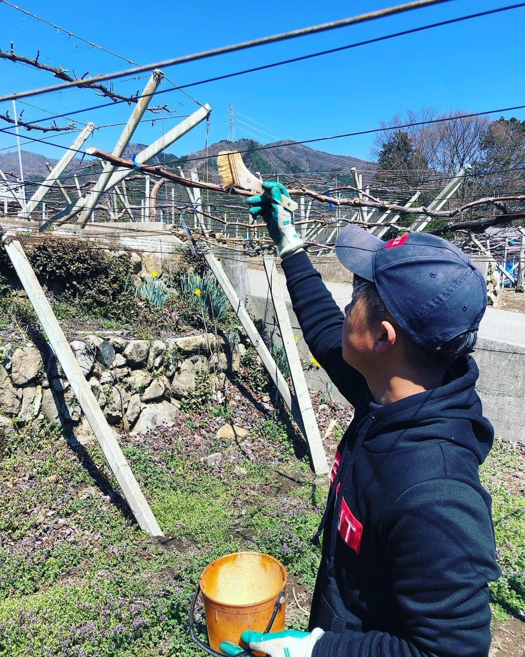 ツチと実のインスタグラム：「こんにちは、ツチと実でございます。  🌸春の訪れ💐🌿🌼 ツチと実の周りの花々も綺麗に咲き始め 春の訪れを感じさせますね  ぶどう🍇も木が水分を吸い始め、 目覚めの季節となりました。  そんな暖かい日差しの中、農場ではぶどう🍇の枝に病気対策の薬を塗る真っ最中若いスタッフにも手伝ってもらい せっせと枝に塗って行きます💪  この間も今年から育てる木を植えたりと、今年もツチと実は色々とパワーアップして皆様をお出迎えいたします。  是非、お楽しみに♪  #ツチと実 #ぶどう狩り #ぶどう栽培 #春 #山梨 #勝沼 #花」