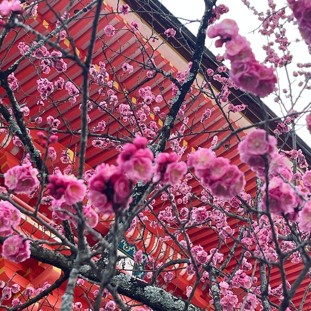 ずっと真夜中でいいのに。さんのインスタグラム写真 - (ずっと真夜中でいいのに。Instagram)「梅 ♡ すき ume  plum blossom Japanese apricot bloosom」3月20日 13時18分 - zutomayo