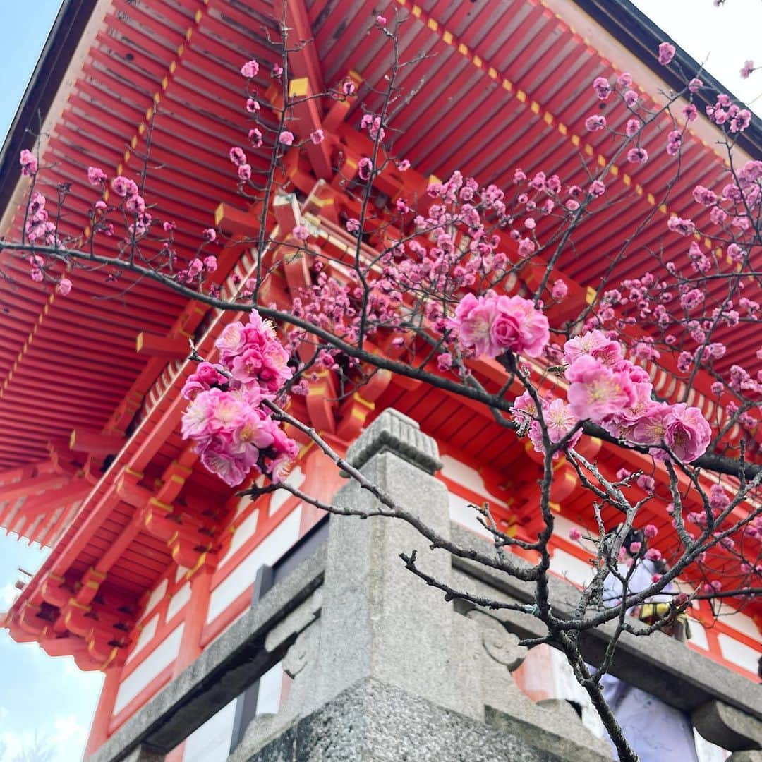 ずっと真夜中でいいのに。さんのインスタグラム写真 - (ずっと真夜中でいいのに。Instagram)「梅 ♡ すき ume  plum blossom Japanese apricot bloosom」3月20日 13時18分 - zutomayo