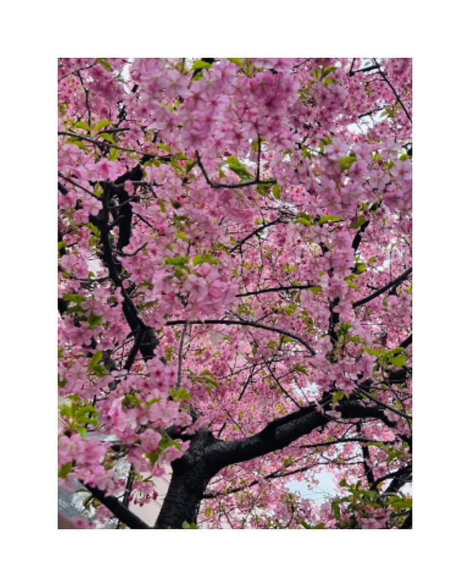 松浦美穂さんのインスタグラム写真 - (松浦美穂Instagram)「今年の  桜の開花と 梅の最終章…  どちらも今日の 圧倒的な存在感…」3月5日 21時13分 - twiggy_mihomatsuura