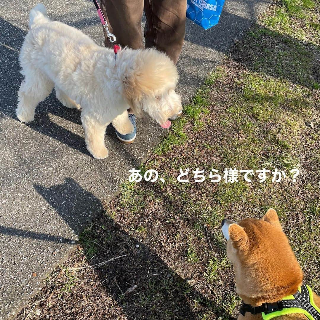 マロたんのインスタグラム：「秋田犬のはなちゃんちに新入りわんこ！こむぎちゃん🐩 はなちゃんママはずっと「もう犬飼わない、一生はなちゃんの喪に服す」って言ってたけど、こむぎちゃんが来てから楽しそうでよき☺️  マロたんは元気すぎるこむぎちゃんにビビって逃走😅 もうマロたんより大きいけど、まだ赤ちゃんだから許してあげてほしいけど無理かな笑  #柴犬 #shiba #shibainu #ゴールデンドゥードル #goldendoodle  #散歩」