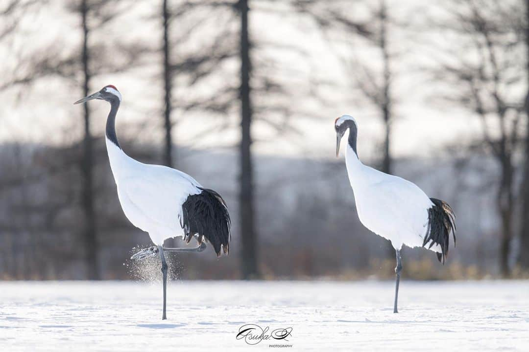 Asuka（明日香）さんのインスタグラム写真 - (Asuka（明日香）Instagram)「* * パサッ❄️ * *  α1 × FE200-600mm F5.6-6.3 G OSS  #丹頂鶴 #タンチョウ #たんちょう #野鳥 #鶴 #ツル #bird #wildbird #crane #cranes #japanesecrane #grusjaponensis #鶴居村 #鶴居伊藤サンクチュアリ #北海道 #道東 #鳥 #sonyalpha #SonyImages #yourshotphotographer #sony #α1  #fstopgear #BeAlpha #myrrs #alpha_newgeneration」3月5日 21時16分 - _asuka_asuka_