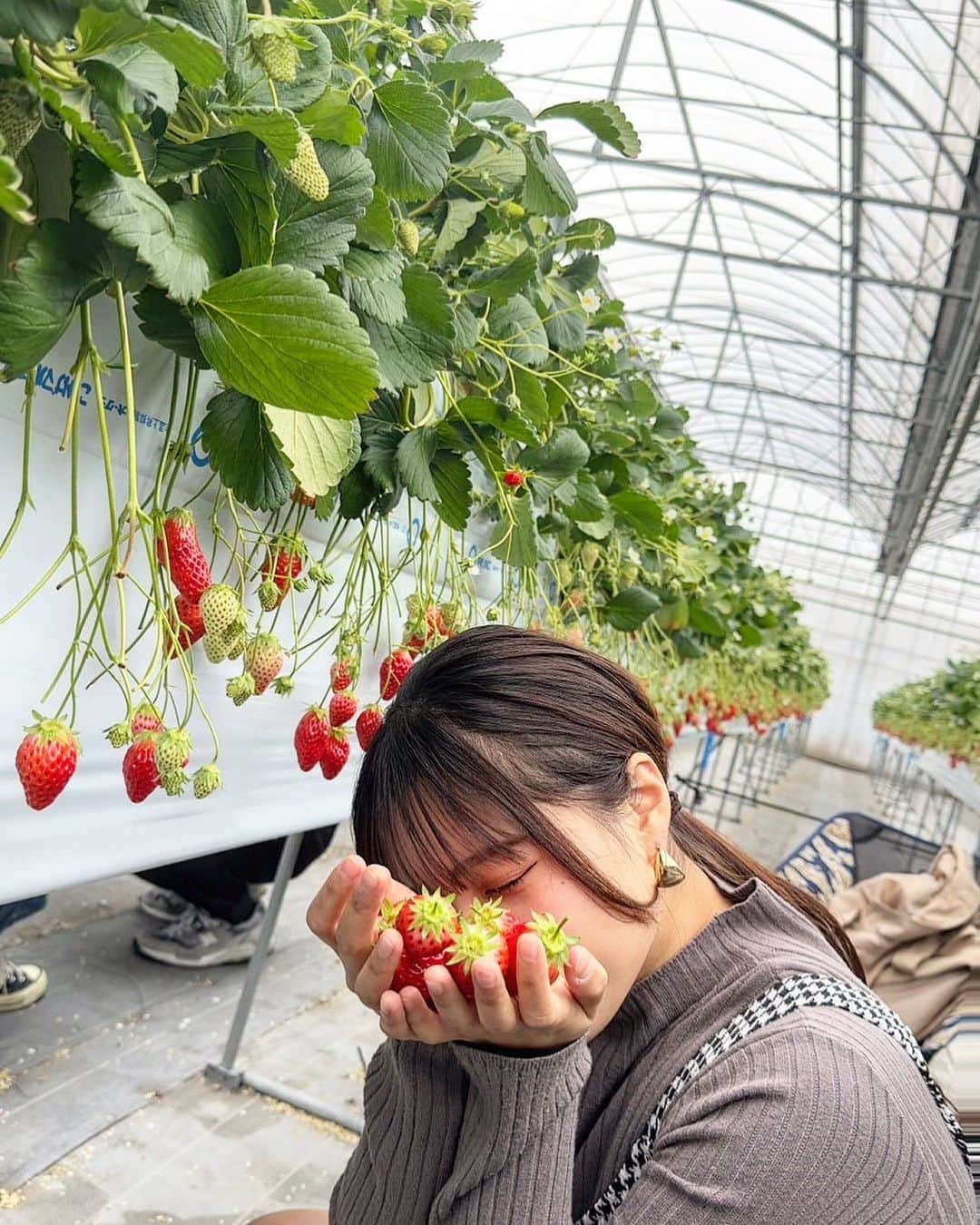 橘杏佳のインスタグラム：「いちごがり🍓   #f4f  #l4l  #tfl #Instafood #oot #happy #followme #photooftheday #nature   #foodporn #셀피  #데일리룩  #뷰티  #03년생 #좋아요」