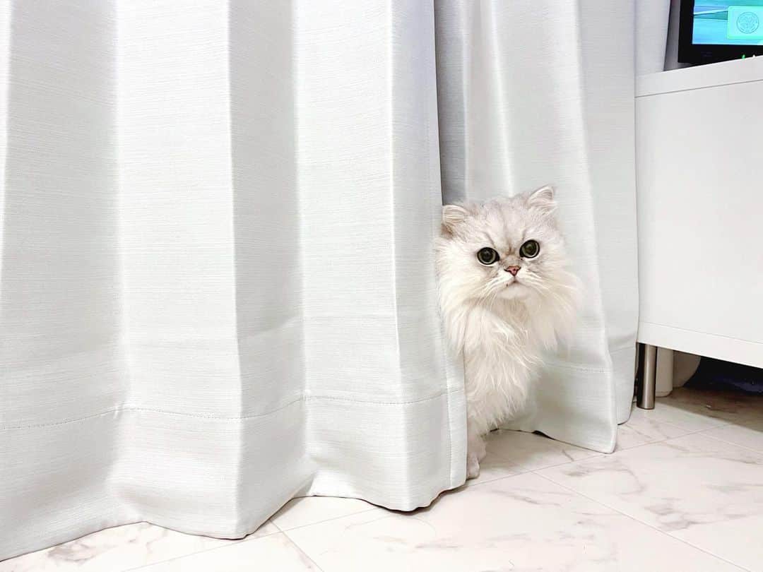 hanachan.officialさんのインスタグラム写真 - (hanachan.officialInstagram)「⠀  カーテンからこんばんは🐱🌙💓  ⠀ #はなちゃん  #癒し #こんばんは #ひょっこり #かわいい #チンチラシルバー #猫 #ねこのいる暮らし #カーテン #ふわもこ部 #もふもふ #ふわふわ #にゃんすたぐらむ #白い部屋 #homedecor #interior #ikea #白猫 #cat #pet #chinchillacat #cute #animal #persiancat #kawaii #gato #고양이 #인테리어#nightphoto」3月5日 22時14分 - hanachan.official