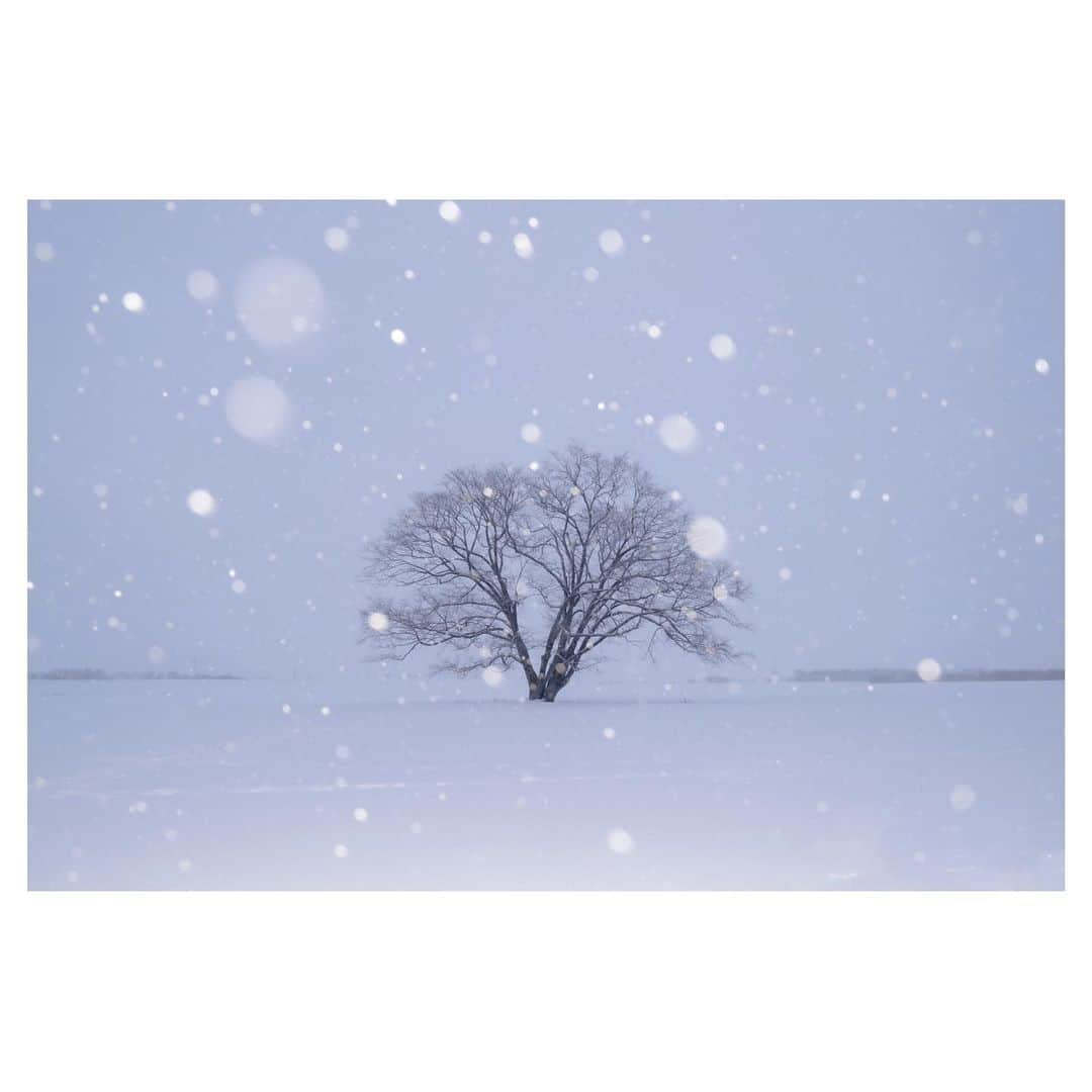 Hikaruのインスタグラム：「Harunire I met this year. 今年出会った私のハルニレは、 雪降る朝でした。  #東京カメラ部  #1x  #raytrek #raytrek_photo  #raytrek_uniquetome #natgeo  #naturegeography #photogrena_nature  #photo_shorttrip  #japan  #hokkaido #写真好きな人と繋がりたい  #北海道  #Japan_ilc #pashadel  #japantravelers  #raytrek_photographer #SonyAlphaPro #photo_shorttrip #photo_travelers #lovers_nippon #1x_japan #bestjapanpics #SonywordClub #genic_hokkaido #alpha_newgeneration」