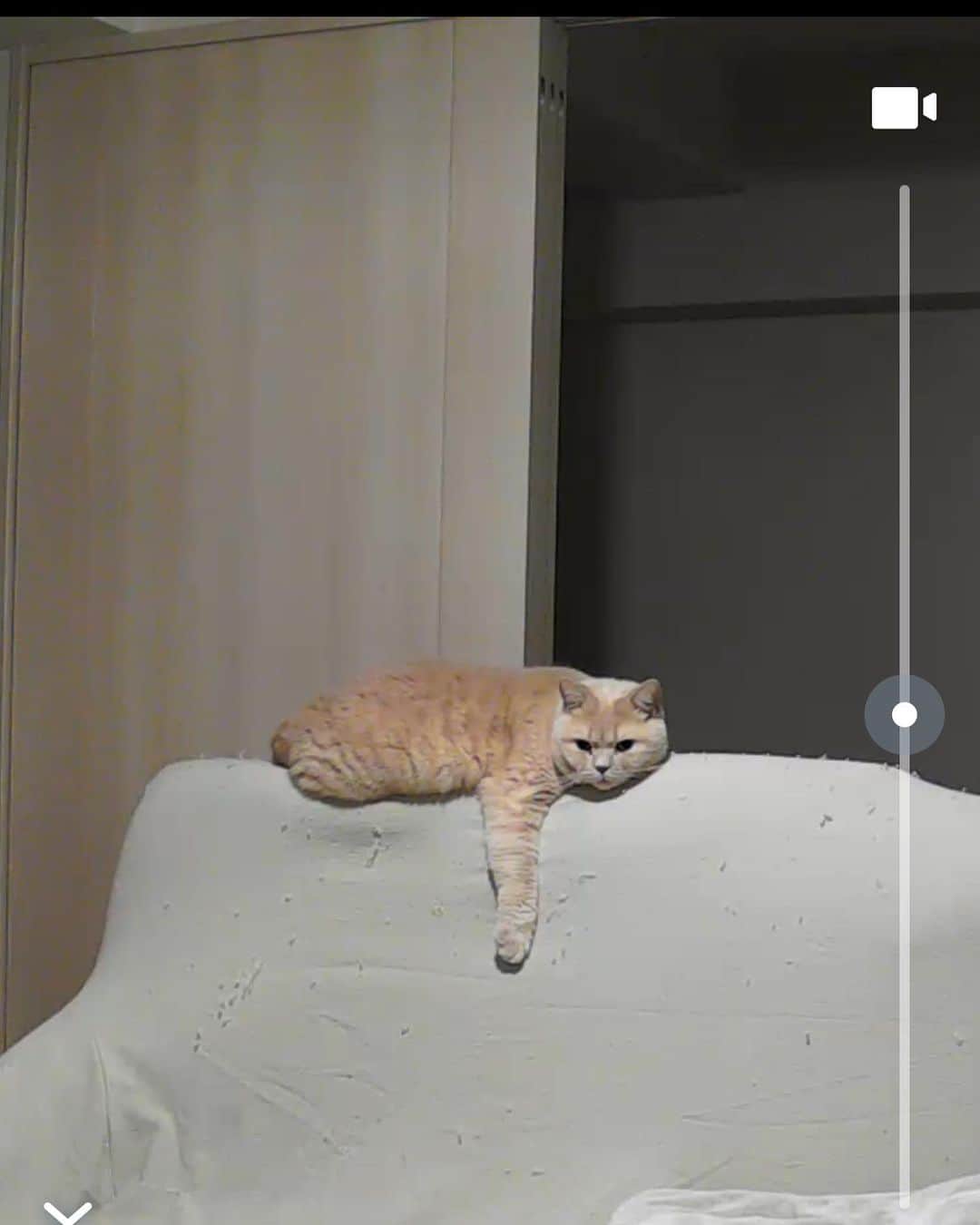 赤西涼のインスタグラム：「ぼんやりしてるのかわいすぎる😭😭😭 らいちゃんもふもふしてる夢が見られますように😌 おやぷにやさい🥗」