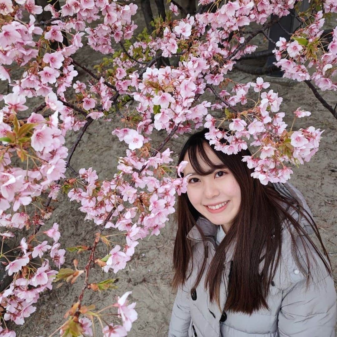 上野瑚子のインスタグラム：「🌸🌸🌸 . . . #河津桜 #桜 #お花見 #お台場 #お台場海浜公園 #春 #spring」