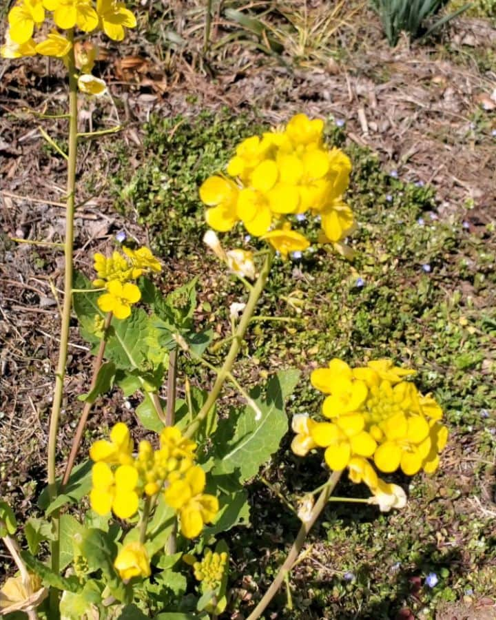 財前直見のインスタグラム：「🍙 菜の花がキレイ😆 そして美味しそう😋笑 田舎にも確実に春は近付いてます😊 🍙 #菜の花 #キレイ😆 #おいしそう😋 #田舎 #大分 #杵築 #春は近付いてる #直見工房 #財前直見 #🍙」