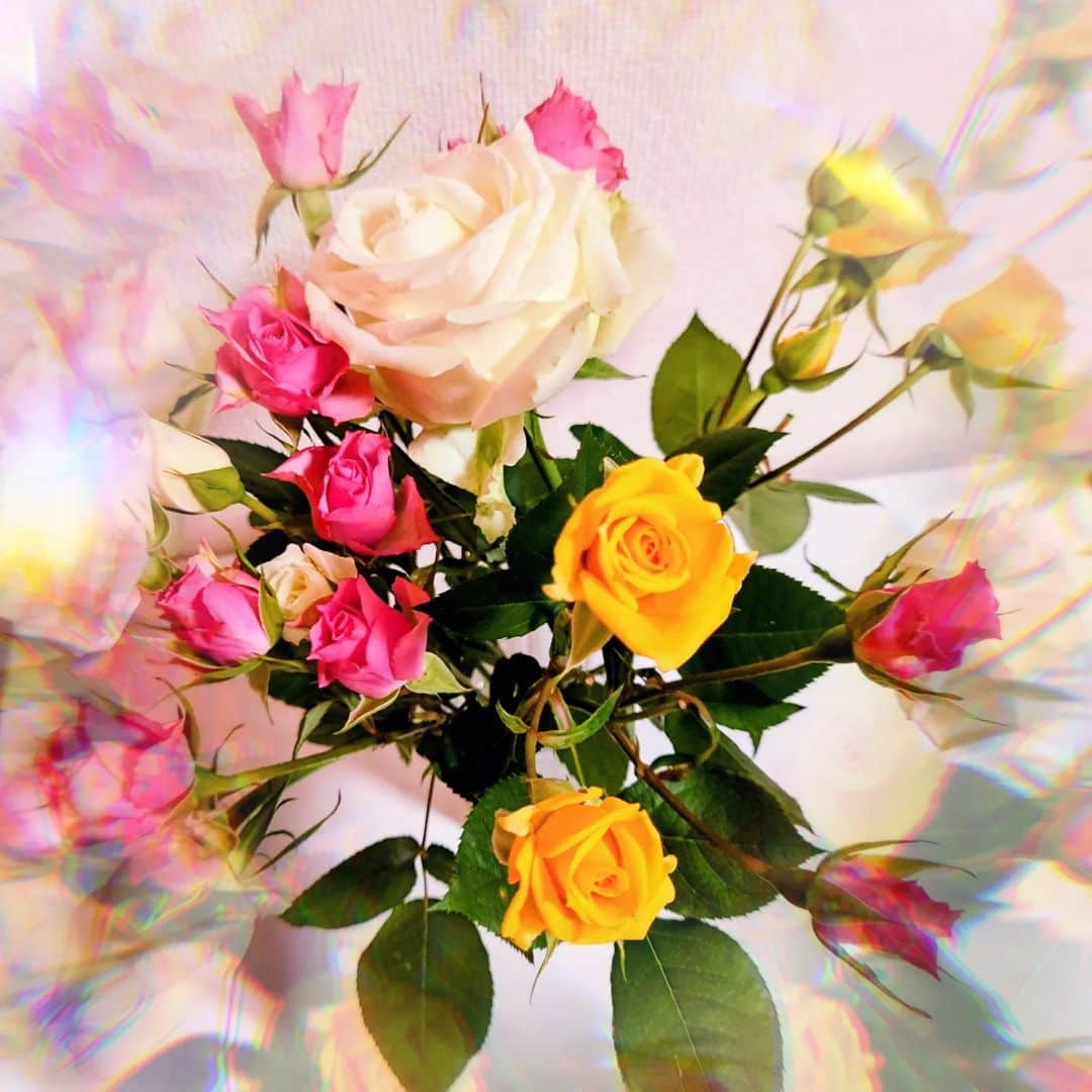 吉岡奈々子さんのインスタグラム写真 - (吉岡奈々子Instagram)「今咲いているものはお店に卸せないのよね… #ロスフラワー #薔薇園から #また届きました #薔薇 #花」3月6日 1時51分 - nanakoyoshioka