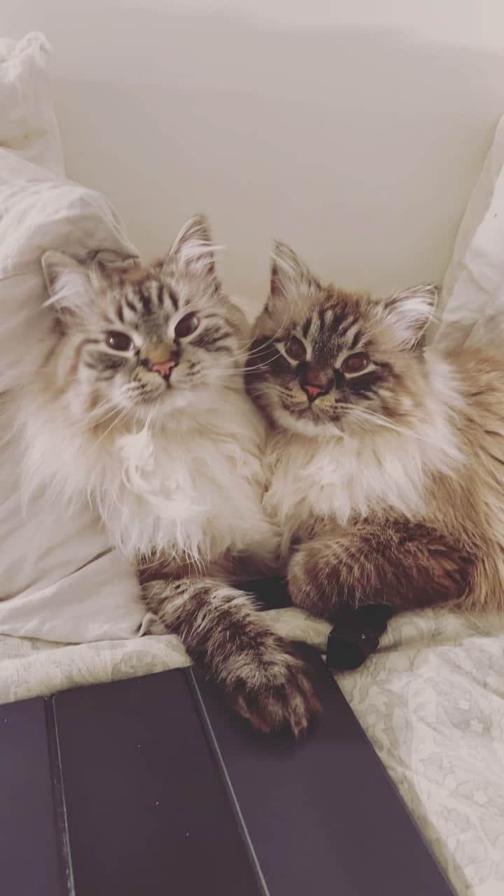 Holly Sissonのインスタグラム：「Who loves you like Charlie & Greyson love each other? 😹 This is what we always hoped they would be! Playmates and cuddle buddies! ❤️❤️❤️ (📷 @hollysisson) #Siberiancat #cat #CanadasNextTopCat」