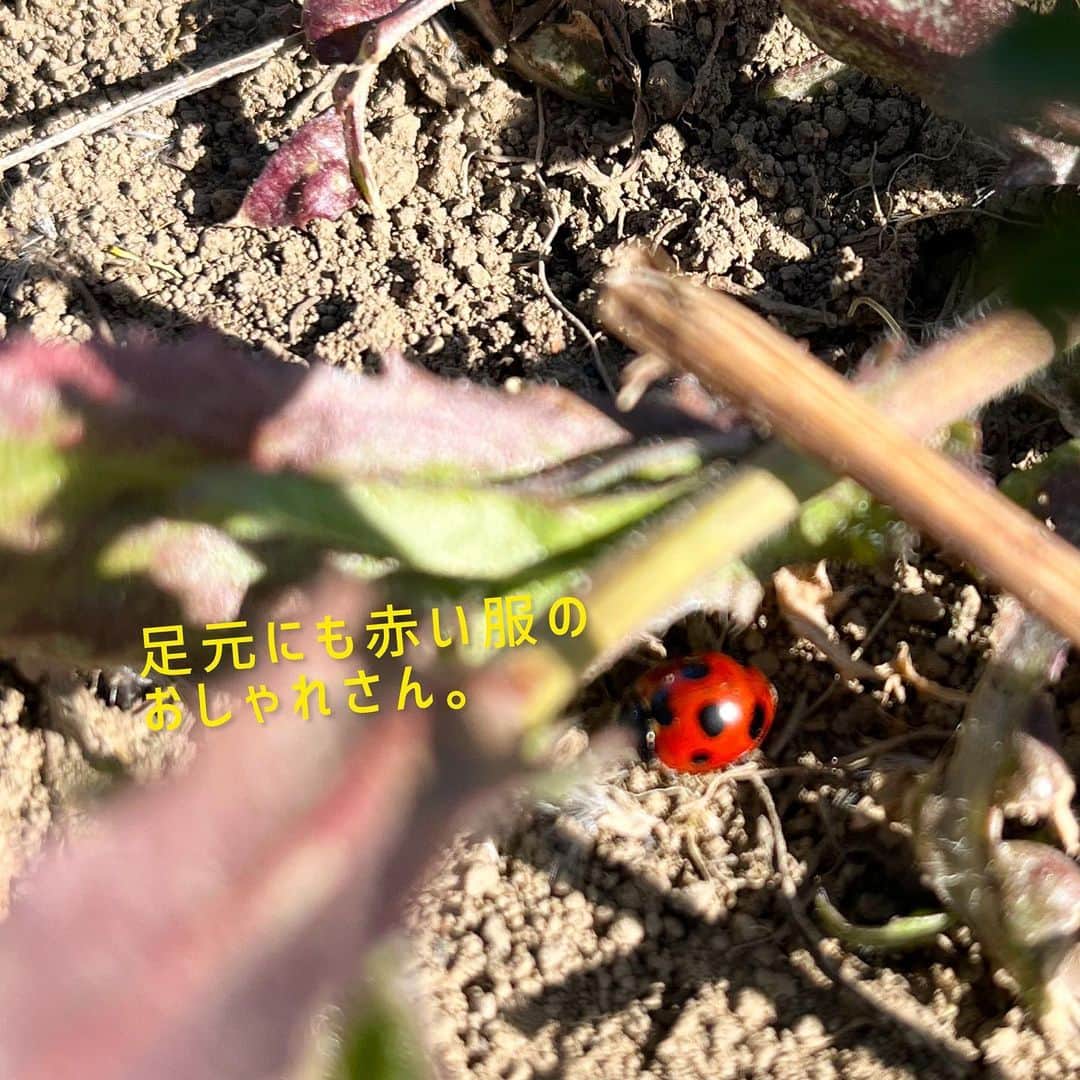いとうさんのインスタグラム写真 - (いとうInstagram)「無人の公園に大喜びな一歳。  おしゃれな赤い服が３０分で泥だらけでした^_^  　#昨年友人のお家に誕生した赤ちゃんが　#小さいなぁ赤ちゃんだなぁと思っていたら　#ちょっと会わないうちにすくすく大きくなっていて　#先日一歳のお祝いに伺ったところ　#足を踏みしめるたびに音の出る靴をピヨピヨ言わせながら　#どうだい(｀・ω・´)という顔をしていました^_^  　#イトウハジメ #イラスト　#漫画」3月6日 6時48分 - itototoon
