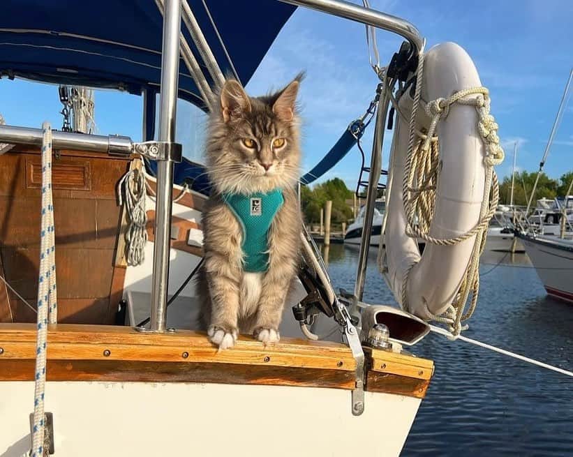 Bolt and Keelさんのインスタグラム写真 - (Bolt and KeelInstagram)「Sebastían is the Captain of Adventure! 🛥🌊  @adventrapets ➡️ @sebthecoon  —————————————————— Follow @adventrapets to meet cute, brave and inspiring adventure pets from all over the world! 🌲🐶🐱🌲  • TAG US IN YOUR POSTS to get your little adventurer featured! #adventrapets ——————————————————」3月6日 7時38分 - adventrapets