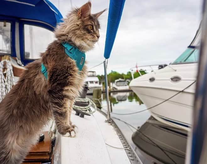 Bolt and Keelのインスタグラム：「Sebastían is the Captain of Adventure! 🛥🌊  @adventrapets ➡️ @sebthecoon  —————————————————— Follow @adventrapets to meet cute, brave and inspiring adventure pets from all over the world! 🌲🐶🐱🌲  • TAG US IN YOUR POSTS to get your little adventurer featured! #adventrapets ——————————————————」