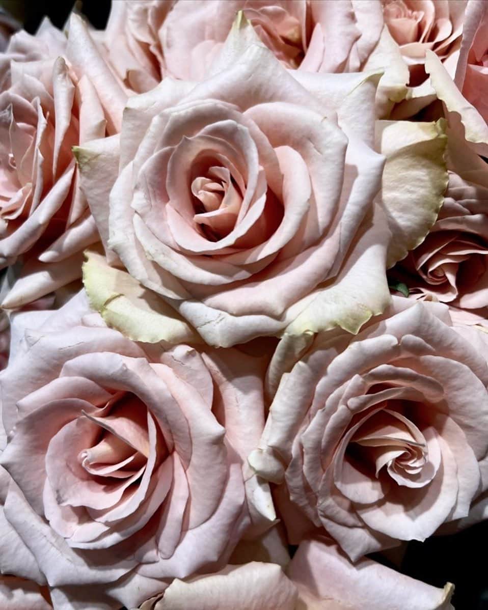 宮村ななこさんのインスタグラム写真 - (宮村ななこInstagram)「Symbol of love.  #symbol  #love  #loveyourself  #rose  #photo  #photography  #flower  #flowers」3月6日 15時28分 - miyamuchan_001