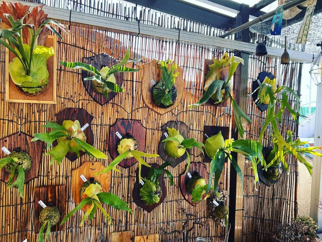 金成公信さんのインスタグラム写真 - (金成公信Instagram)「みんななんとか冬越えたよ！やったね！」3月6日 10時48分 - bonsai_chiba