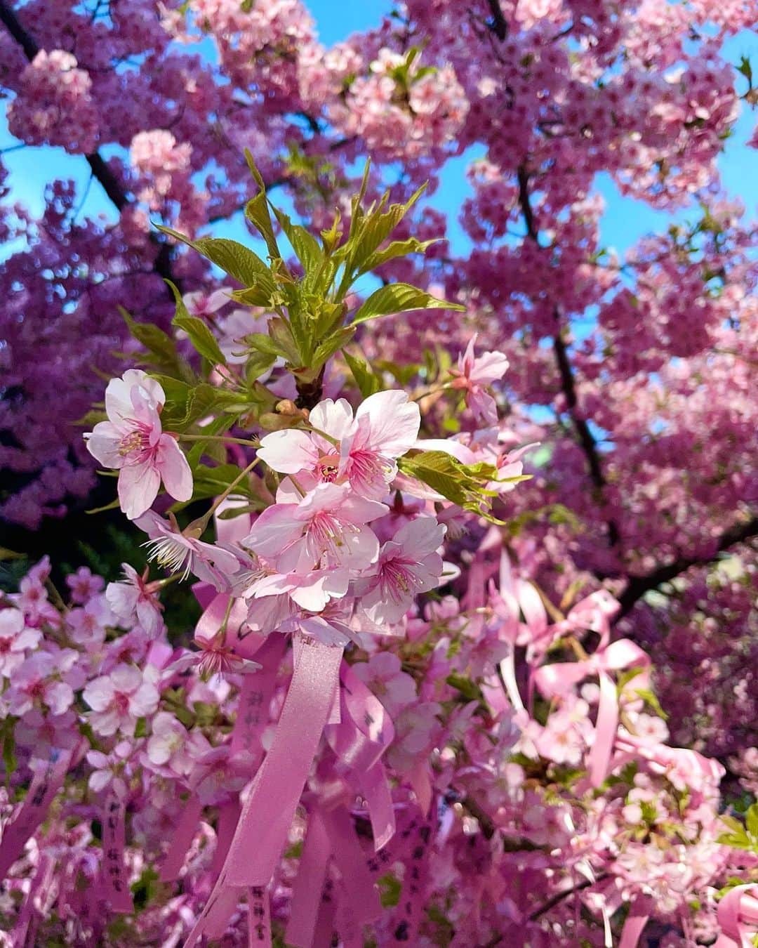 エリカ・セイラさんのインスタグラム写真 - (エリカ・セイラInstagram)「Pink paradise🌸💕  #桜神宮 #桜新町 #桜 #お花見 #河津桜 #桜パトロール #さくら #🌸 #sakura #cherryblossom #お花見コーデ #インフルエンサー #モデル #お花見スポット #お花見日和 #cherryblossoms #ピンクコーデ #ピンク #pinkflowers #Tokyo #東京 #インスタ映え #映えスポット #映え #トレーニング女子 #ダイエット #ワークアウト女子 #sakuraseason #flowerstagram #sakurajingu」3月6日 12時31分 - erica_sarah_