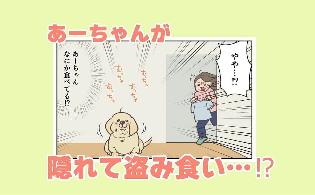 餅付きなこのインスタグラム：「もうすぐ5ヶ月になるアイビー。 最近乳歯が抜け始めました！  最初はなにか食べてると思ってびっくりしましたが、抜けた歯で遊んでたようでした😊  あーちゃんももうそんな時期かぁ～と感慨深く成長を喜んでいます♡  写真はお出かけで道の駅に立ち寄ったときのアイビー。 お出かけ先でも元気いっぱい！ 少し音響シャイなところもありますが、色んな所へ連れて行って慣れさせたいと思います😊  #漫画 #イラスト #犬漫画 #絵日記 #エッセイ漫画 #コミックエッセイ#マンガ #日常漫画 #ゴールデンレトリバー #goldenretriever #ゴールデンレトリーバー #犬と生活 #4コマ漫画 #犬 #dog #dogstagram #instadog #わんこ #ふわもこ部 #いぬ #ilovemydog #いぬのきもち #大型犬 #大型犬のいる生活 #まめとアーティ #餅付きなこ #おさんぽですし！」