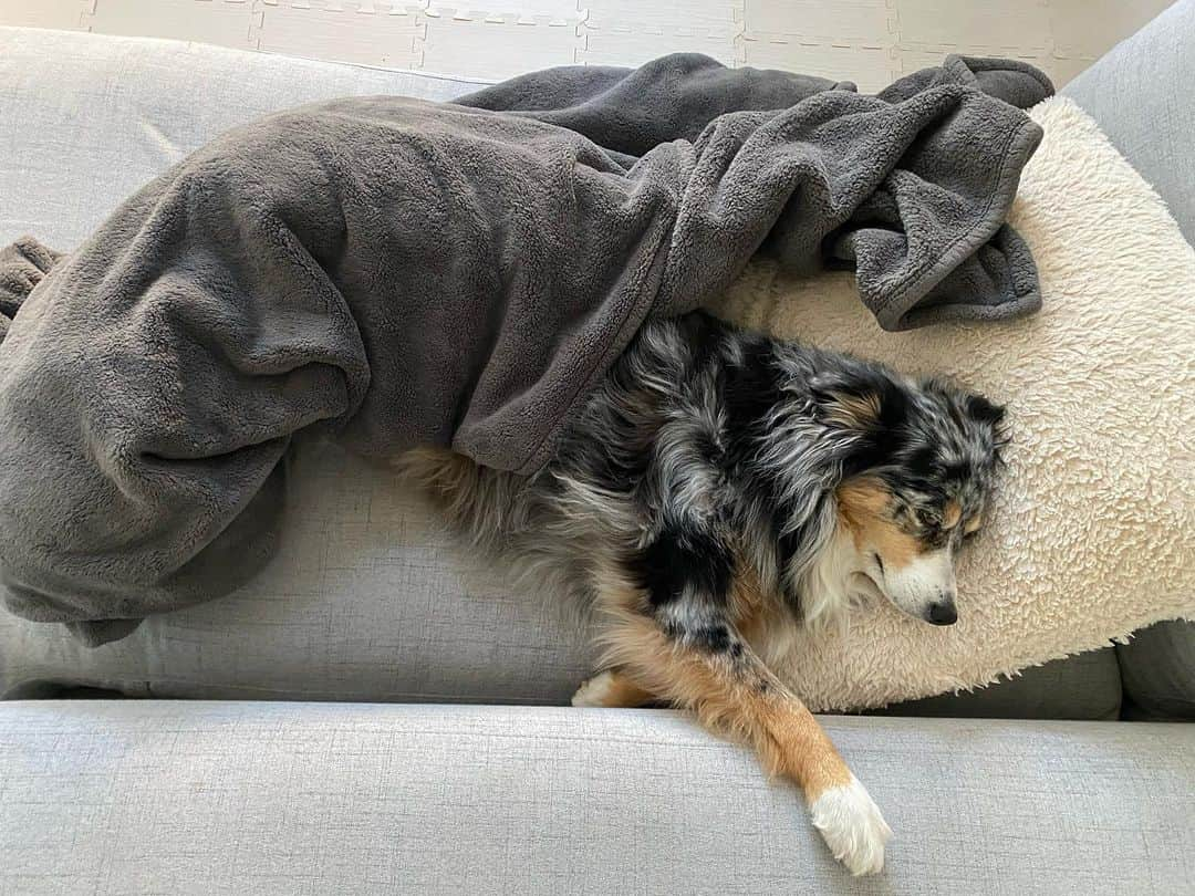 ケラン・ラッツのインスタグラム：「How I found Koda this morning 🤗  Koda Comfy! 🐶」