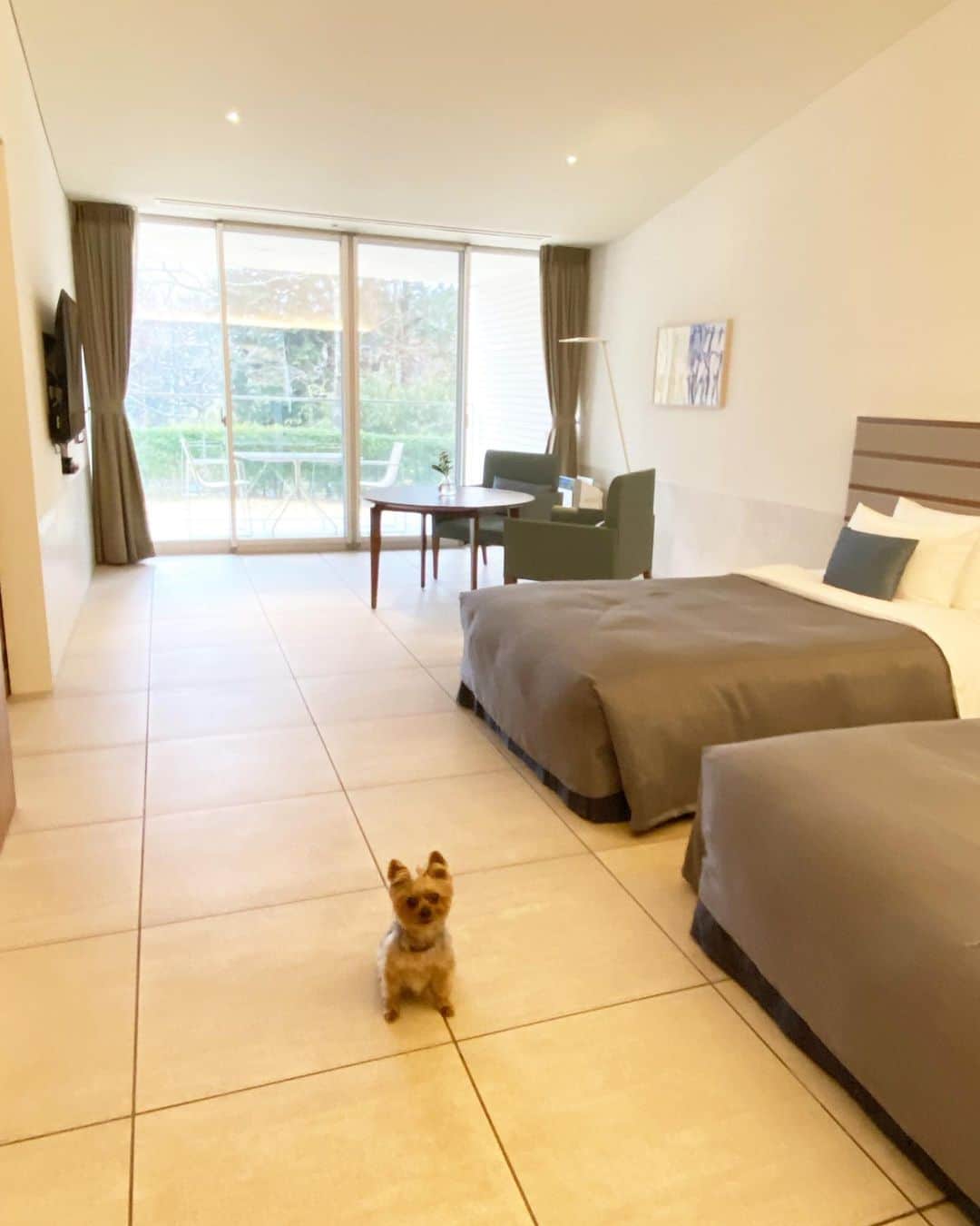 のインスタグラム：「箱根ハイランドホテル(@hakone_highlandhotel )に泊まってきたよ  このホテルは ワンコと泊まるお部屋は別棟になっていて ワンコ専用棟になっているから安心 ってママが言ってたよ。   目の前に専用駐車場もあって チェックインもお部屋でできるから ワンコ連れにとっては とっても使いやすいホテルだったよ。  お部屋の床は ワンコの肉球でも滑りにくい床なんだって! おかげで広いお部屋の探索も快適に歩けたし  そのあとの運動会も走り回っても安心安全だったよ。  お部屋はね ルビーが隅から隅まで歩くと大変なくらい 広くて明るくて快適だったよ。   お風呂はガラス張りだから お外にいるみたいに開放的で  雪が降る寒さの中でも快適に入れて パパとママは大喜びだったの。  ちなみにワンコ用の可愛いお風呂もあって みんなでお風呂に入る事もできるよ。  洗面台にはワンコ専用のドライヤーもあって 至れり尽くせりのドッグフレンドリーなお部屋!  ママはとっても気に入ったみたいで  次はいつ行こうかなって計画しているみたい。  #箱根ハイランドホテル #hakonehighlandhotel #yorkie #yorkshireterrier #ヨーキー #ヨークシャテリア #愛犬と旅行 #箱根 #travelwithdog」