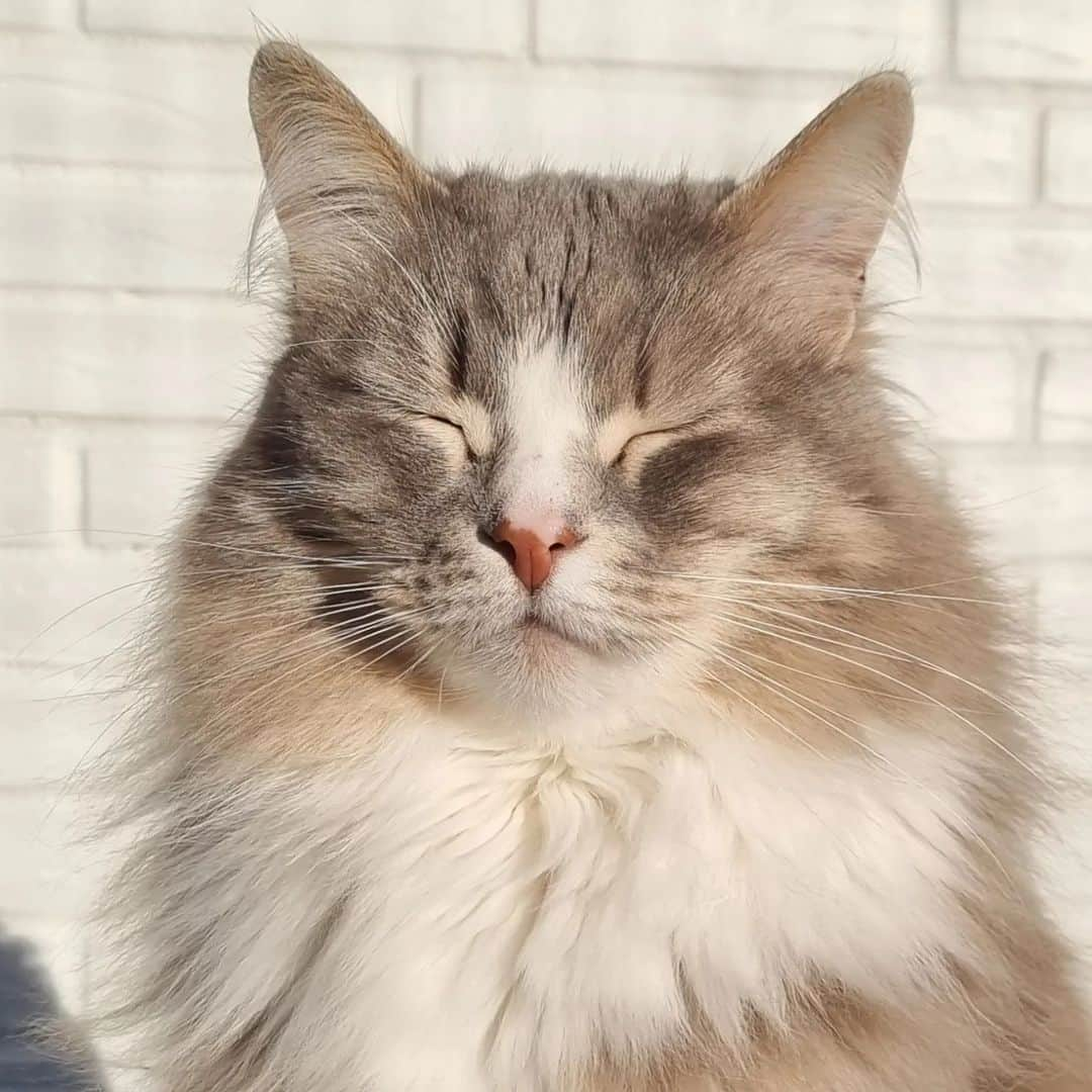 Nila & Miloのインスタグラム：「I like this sunny spring weather, human! Tomorrow is what?! A blizzard?! But you said it was springtime! 🥶😱 #snowyspring #nothanks #readyforsummer #cat」