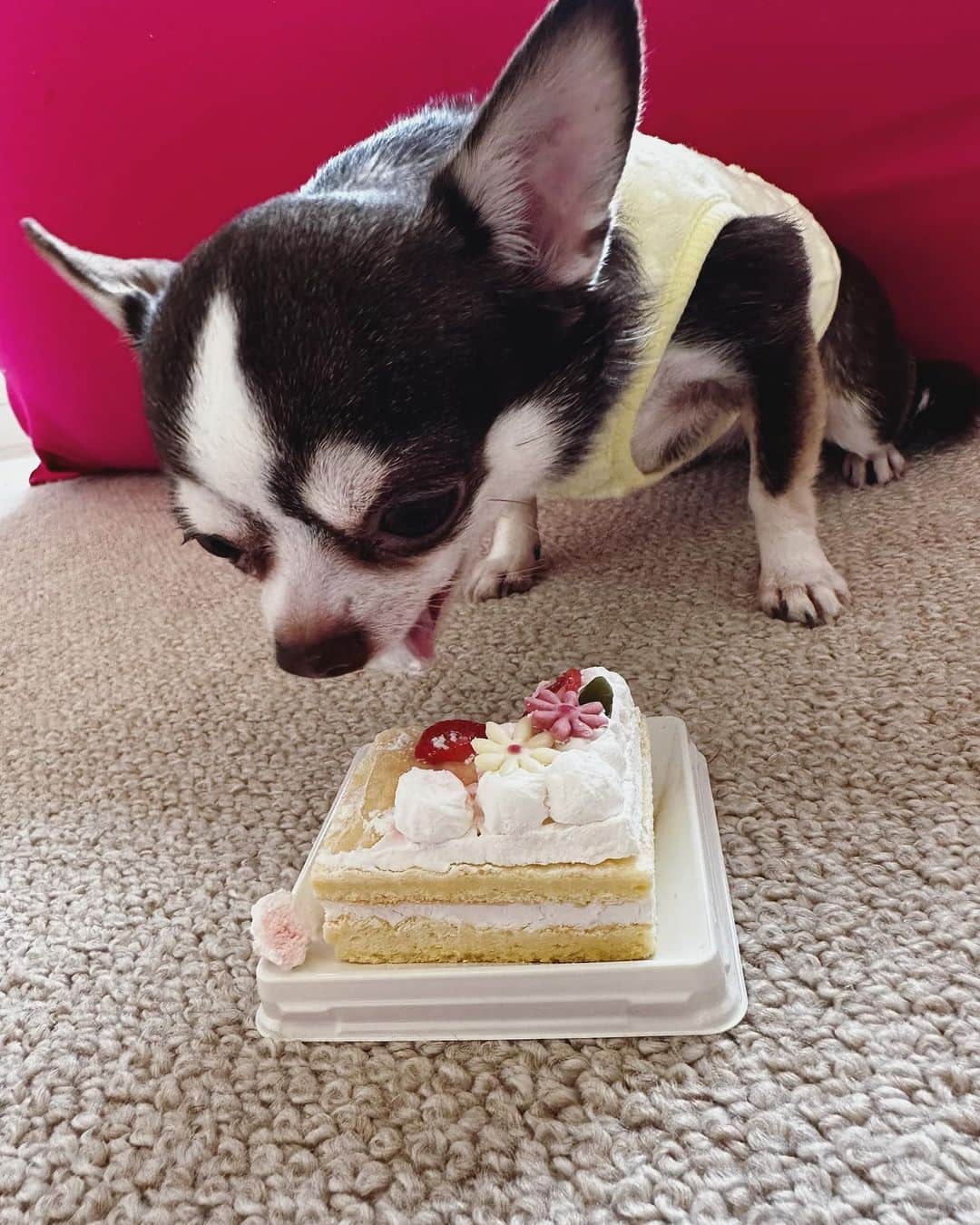 ユージさんのインスタグラム写真 - (ユージInstagram)「マーリーが5歳になりました🎂犬用のケーキを目の前に僕を睨み倒してますが、🤣ヨシ✨の声と共にご機嫌ドッグに🤣🎂マーリーお誕生日おめでとう🎁」3月6日 16時34分 - yujigordon