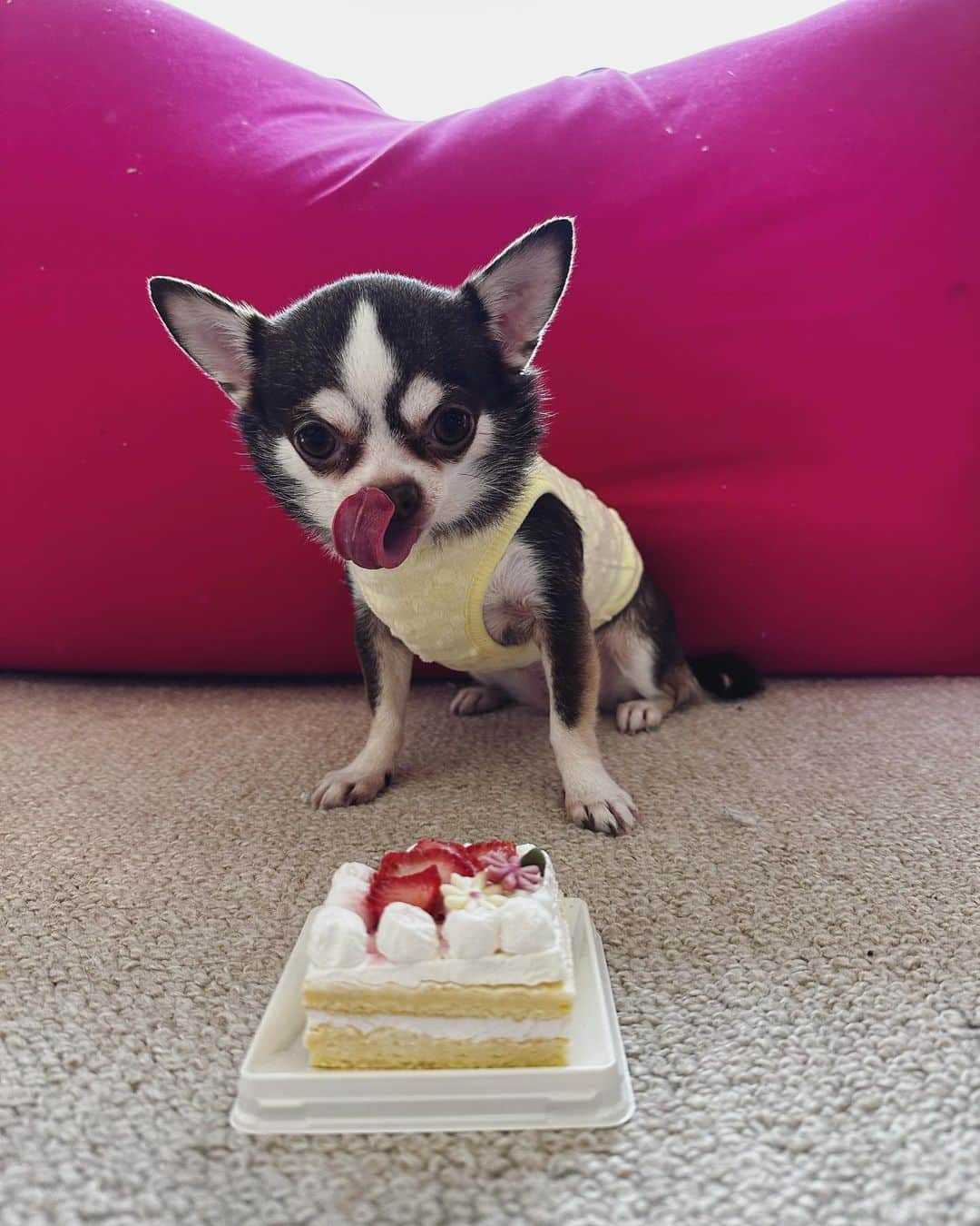 ユージさんのインスタグラム写真 - (ユージInstagram)「マーリーが5歳になりました🎂犬用のケーキを目の前に僕を睨み倒してますが、🤣ヨシ✨の声と共にご機嫌ドッグに🤣🎂マーリーお誕生日おめでとう🎁」3月6日 16時34分 - yujigordon